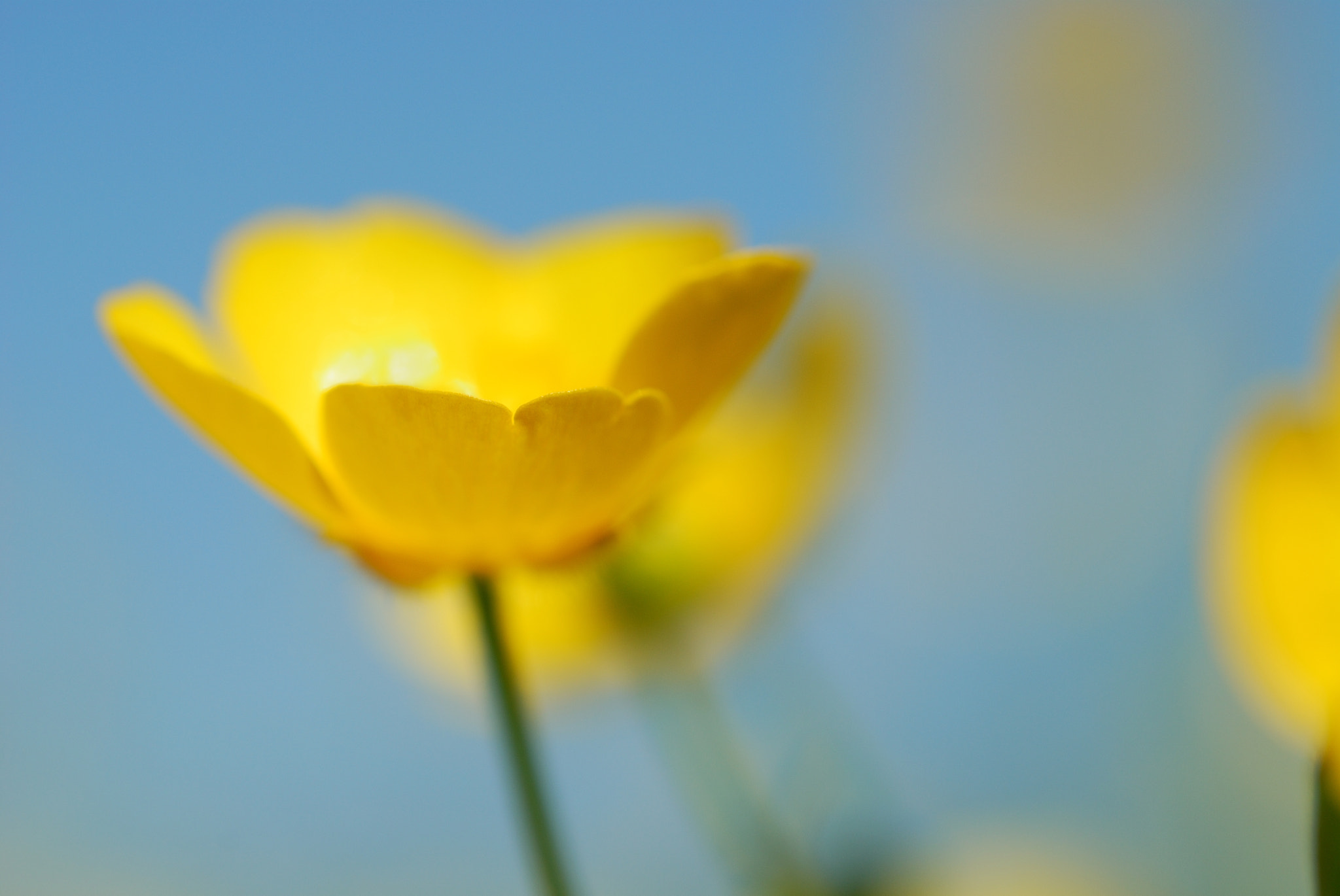 Nikon D80 sample photo. Bouton d'or photography