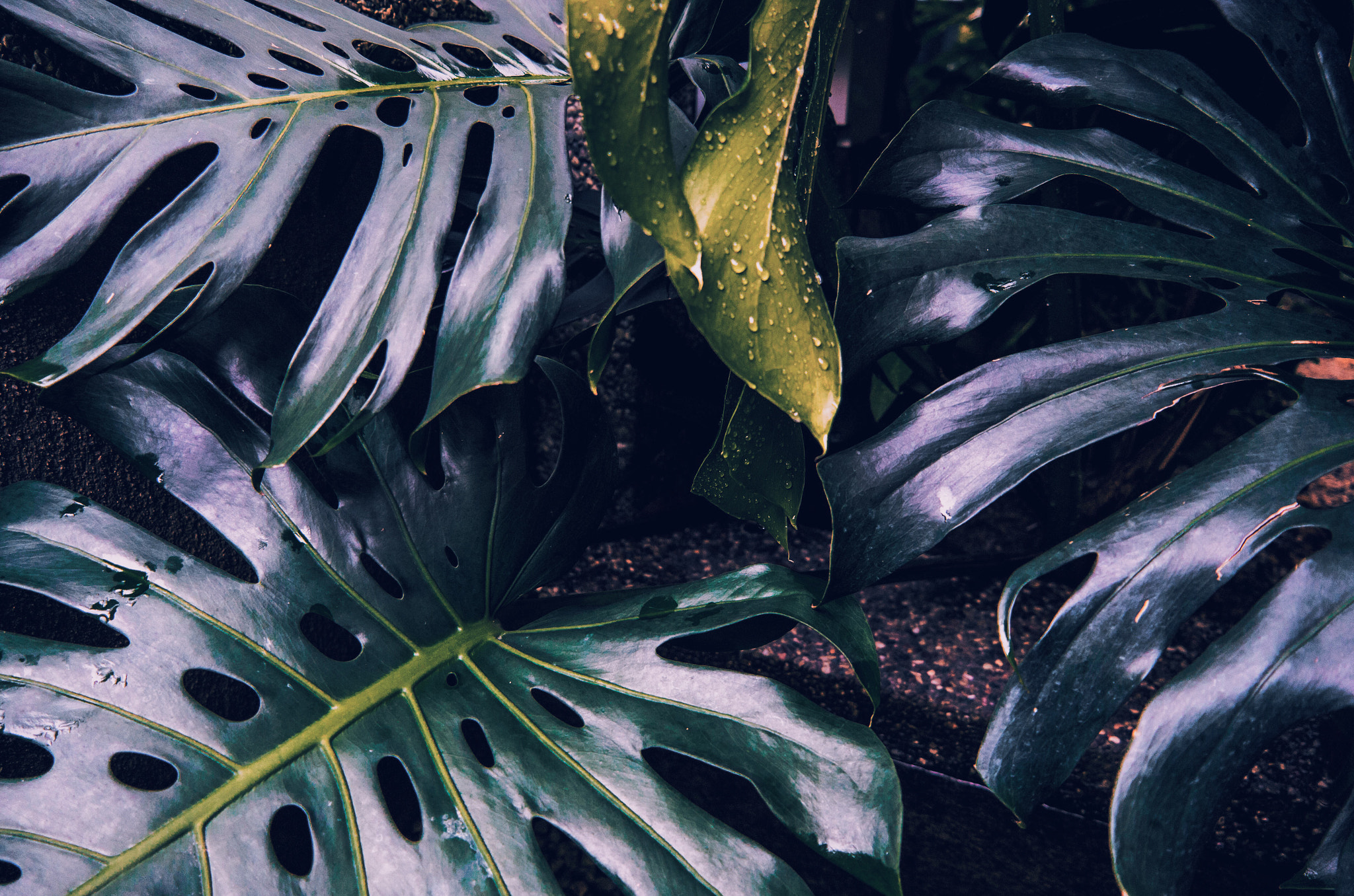 Vario-Elmar T 1:3.5-5.6 / 18-56 ASPH. sample photo. Undergrowth. photography
