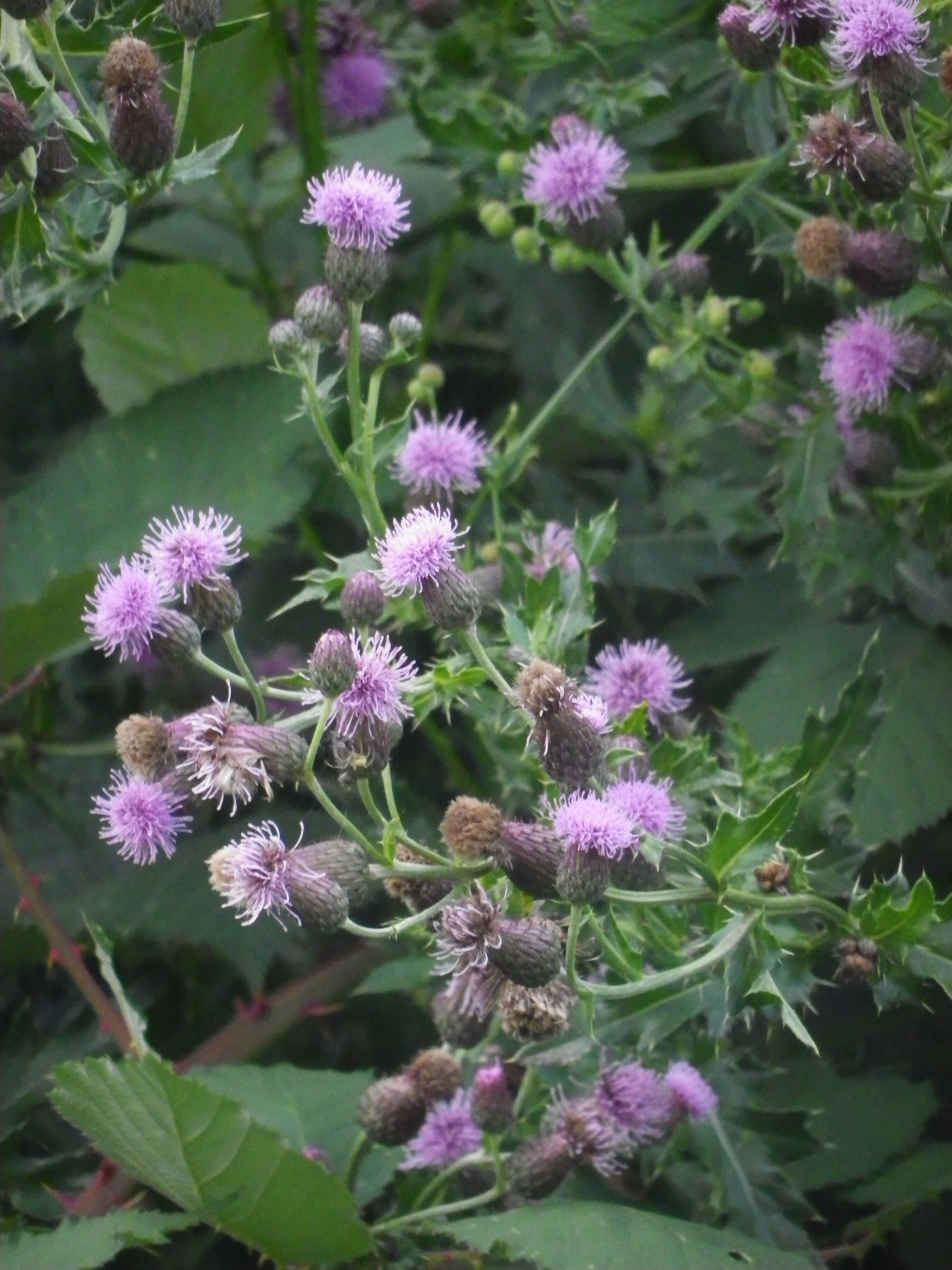 Pentax Optio RZ18 sample photo. Sauvages!!!! photography