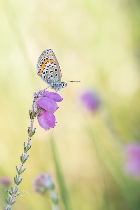 Sony ILCA-77M2 + Sony 100mm F2.8 Macro sample photo. Silver-studded blue photography