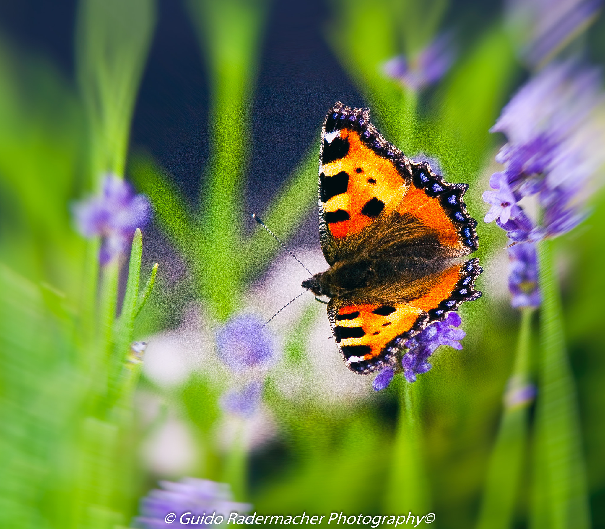 Tamron AF 28-300mm F3.5-6.3 XR Di LD Aspherical (IF) Macro sample photo. Schmetterling photography