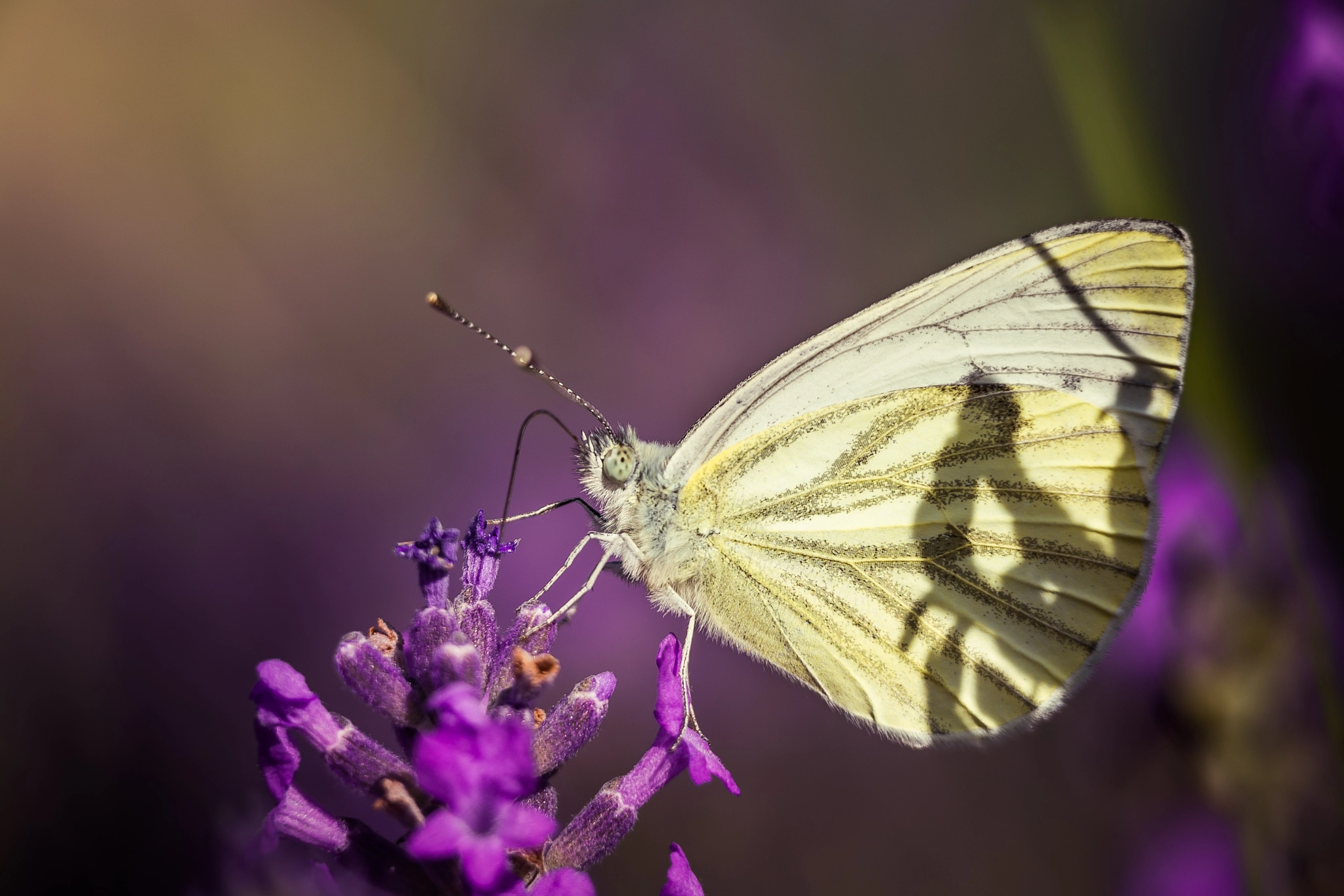 Nikon AF-S Nikkor 200mm F2G ED-IF VR sample photo. Sunbathing photography