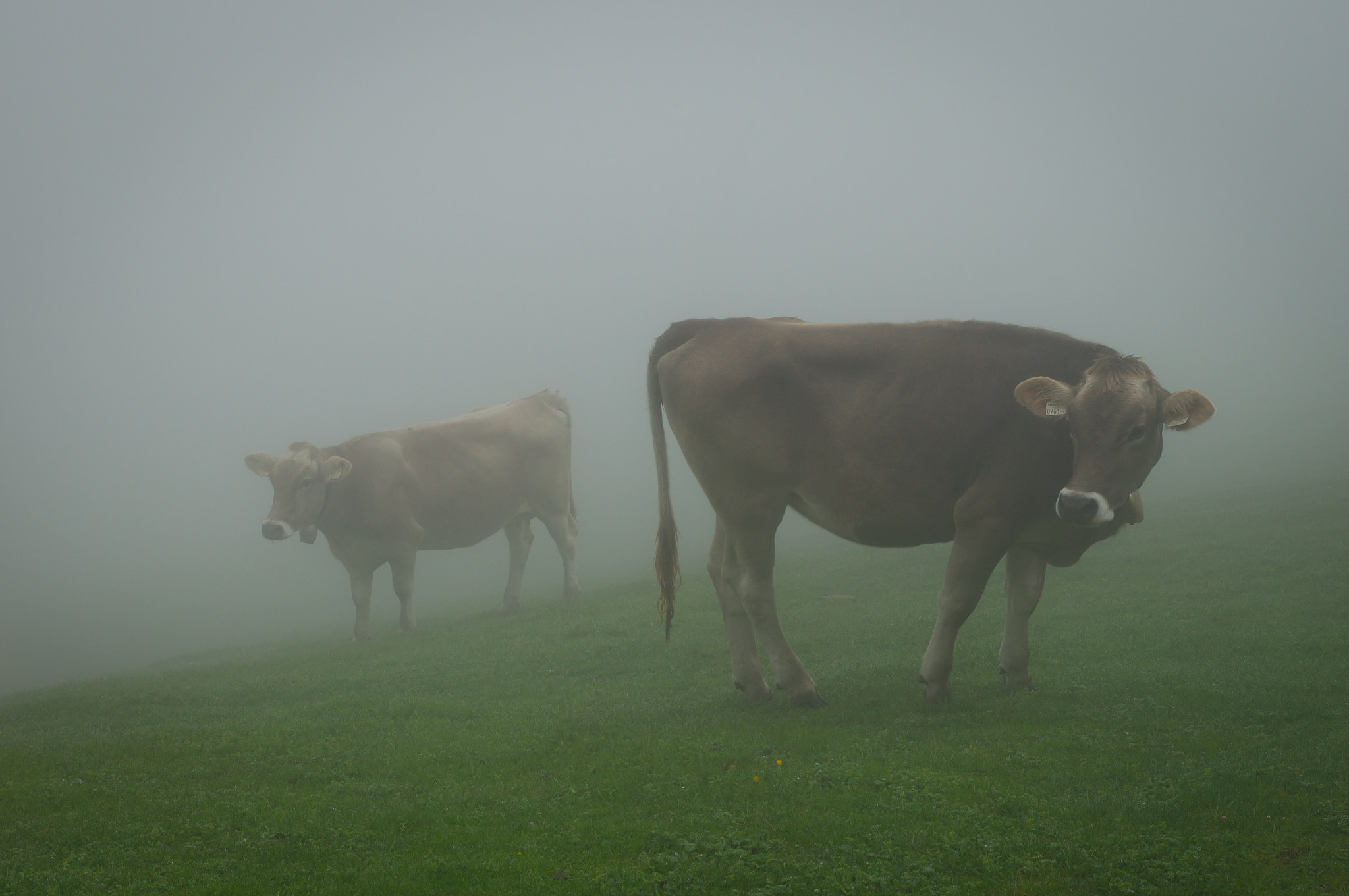 Sony SLT-A57 sample photo. Cows in the morning haze photography