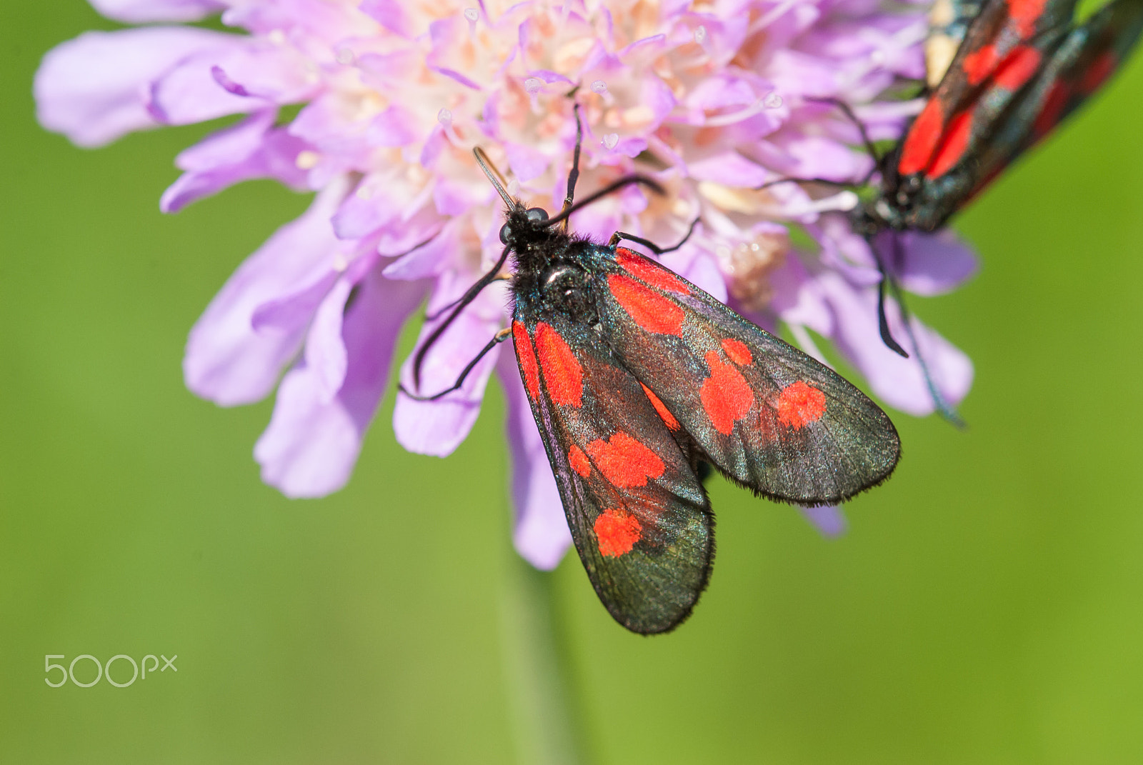 Sigma 105mm F2.8 EX DG OS HSM sample photo. Six-spot burnet photography