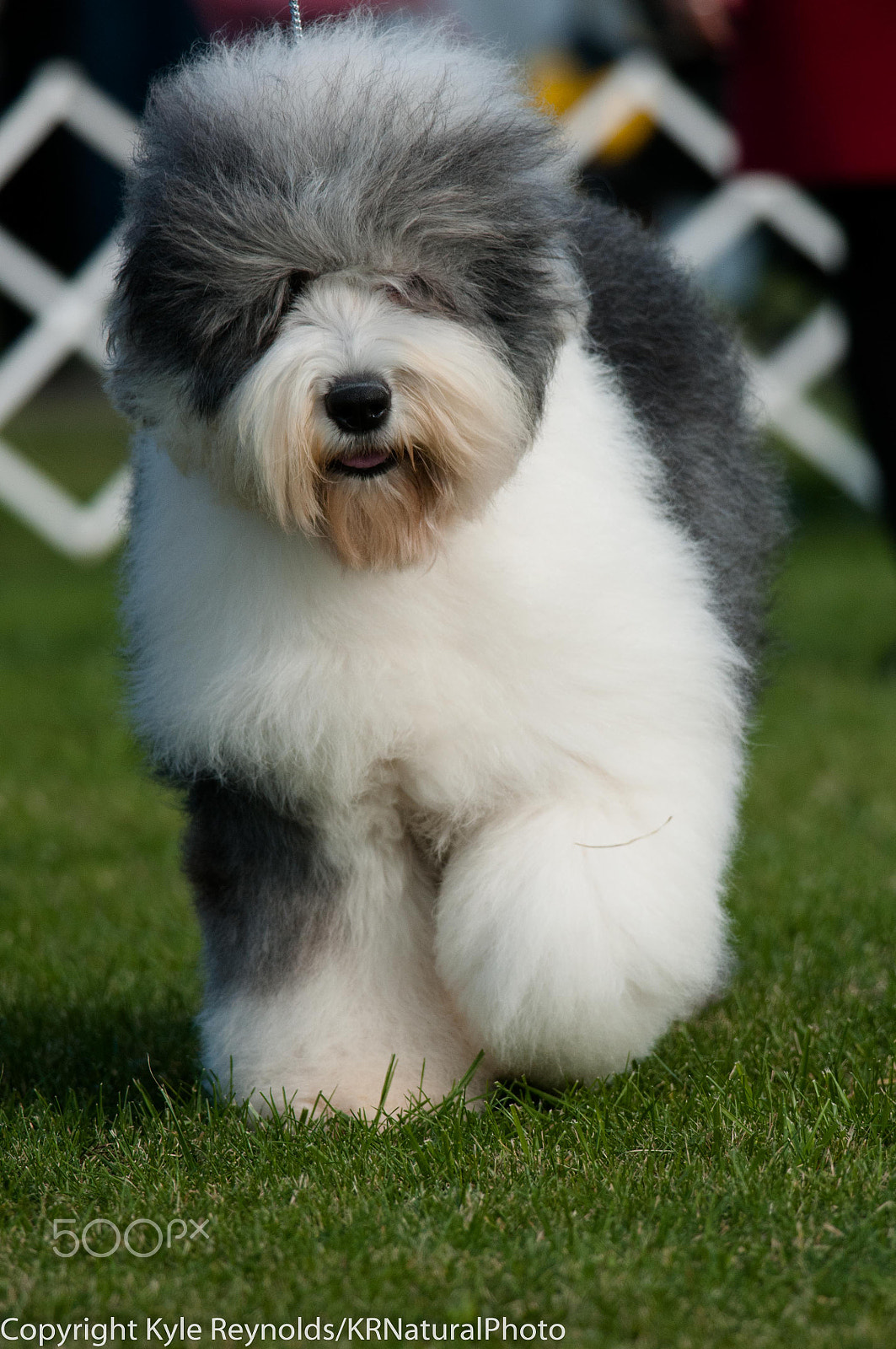 Nikon D300S + Nikon AF-S Nikkor 300mm F4D ED-IF sample photo. Sheepdog puff photography