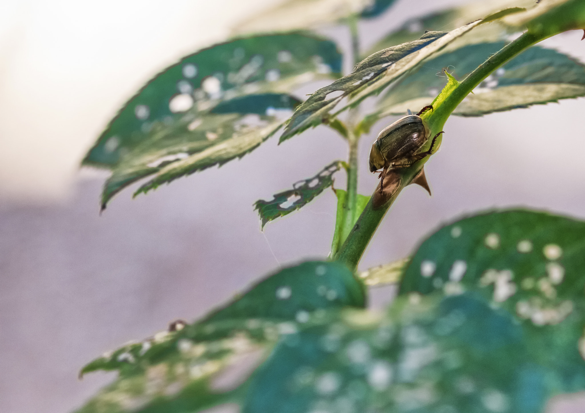 Sigma 105mm F2.8 EX DG OS HSM sample photo. The green bug photography