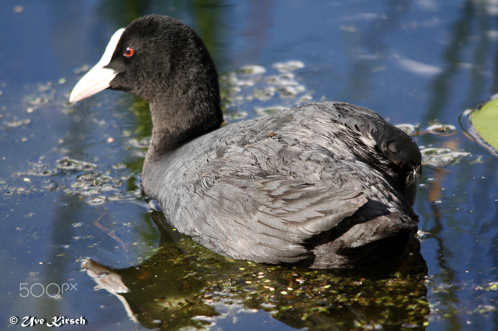 Sigma 150-500mm F5-6.3 DG OS HSM sample photo. Coot photography