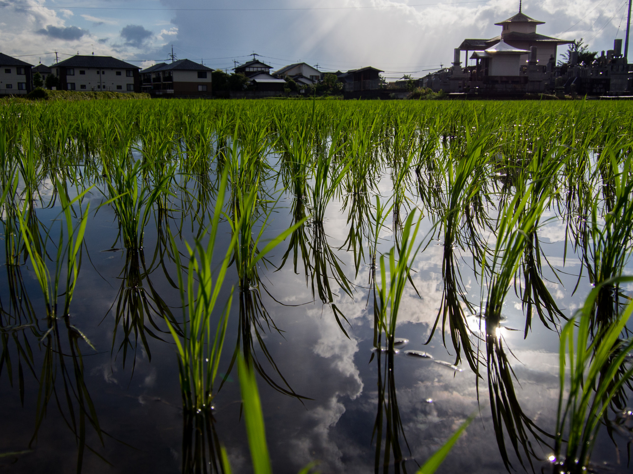 Olympus PEN E-PL5 + LUMIX G VARIO PZ 14-42/F3.5-5.6 sample photo. Rice field after rain photography