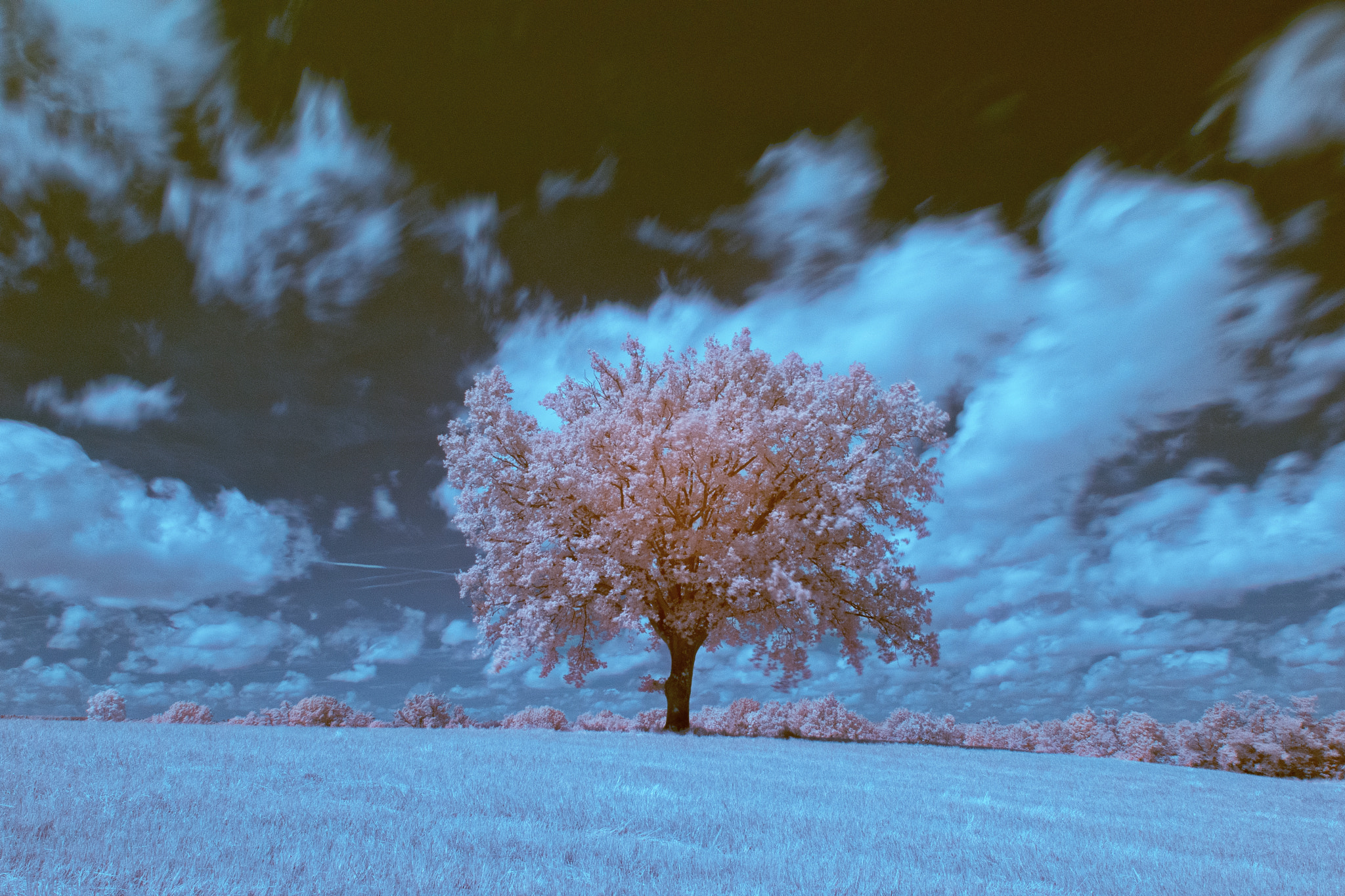 Nikon D500 + Nikon AF-S DX Nikkor 18-140mm F3.5-5.6G ED VR sample photo. Tree in a weadow. infrared. photography