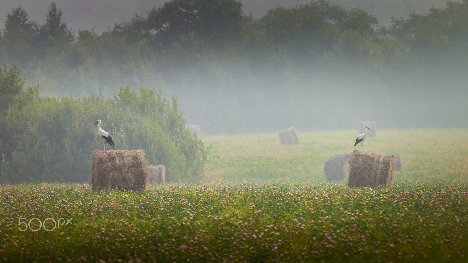 Sigma 18-250mm F3.5-6.3 DC OS HSM sample photo. Sentries of fields photography