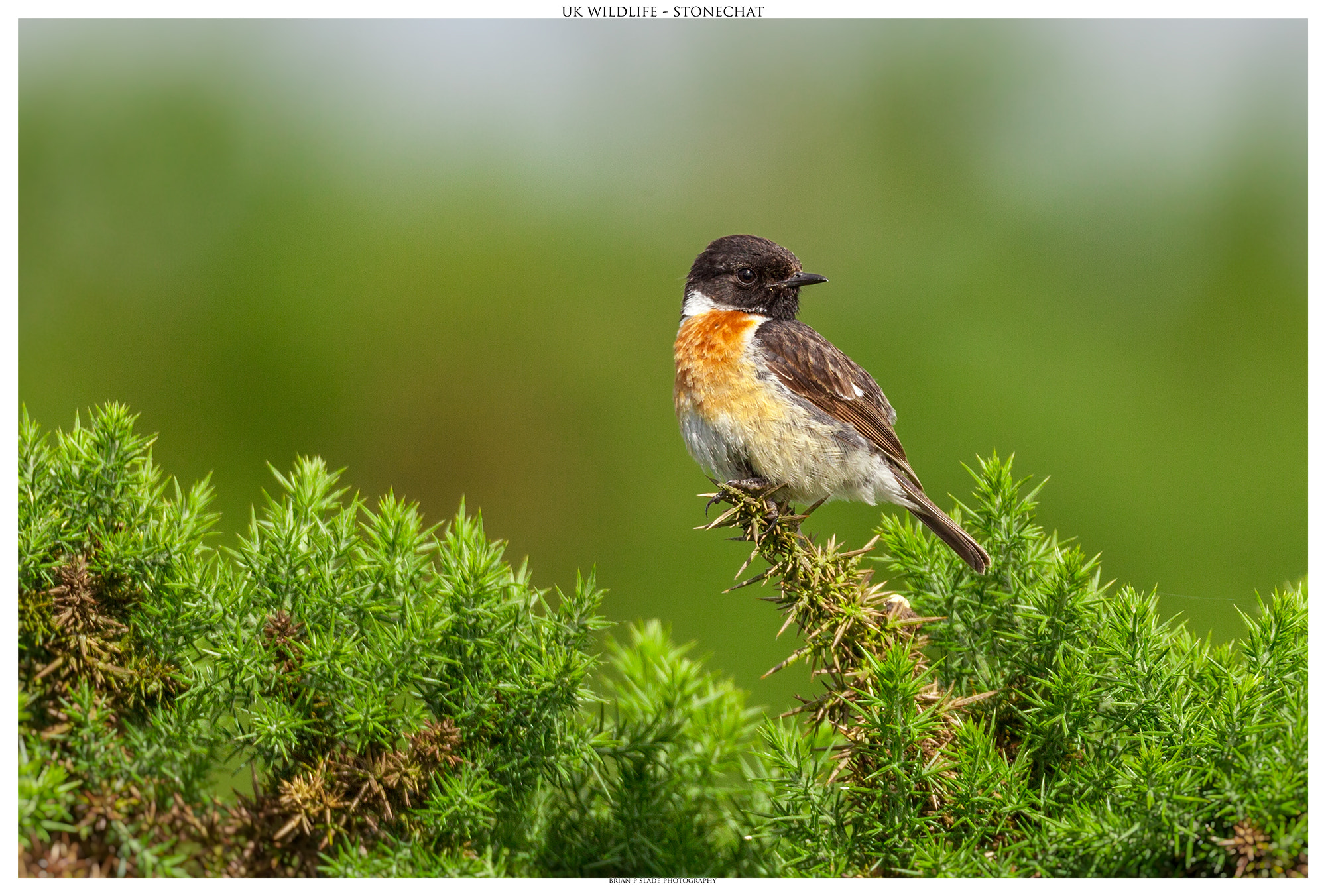 Sigma 150-600mm F5-6.3 DG OS HSM | C sample photo. Uk wildlife - the stonechat photography