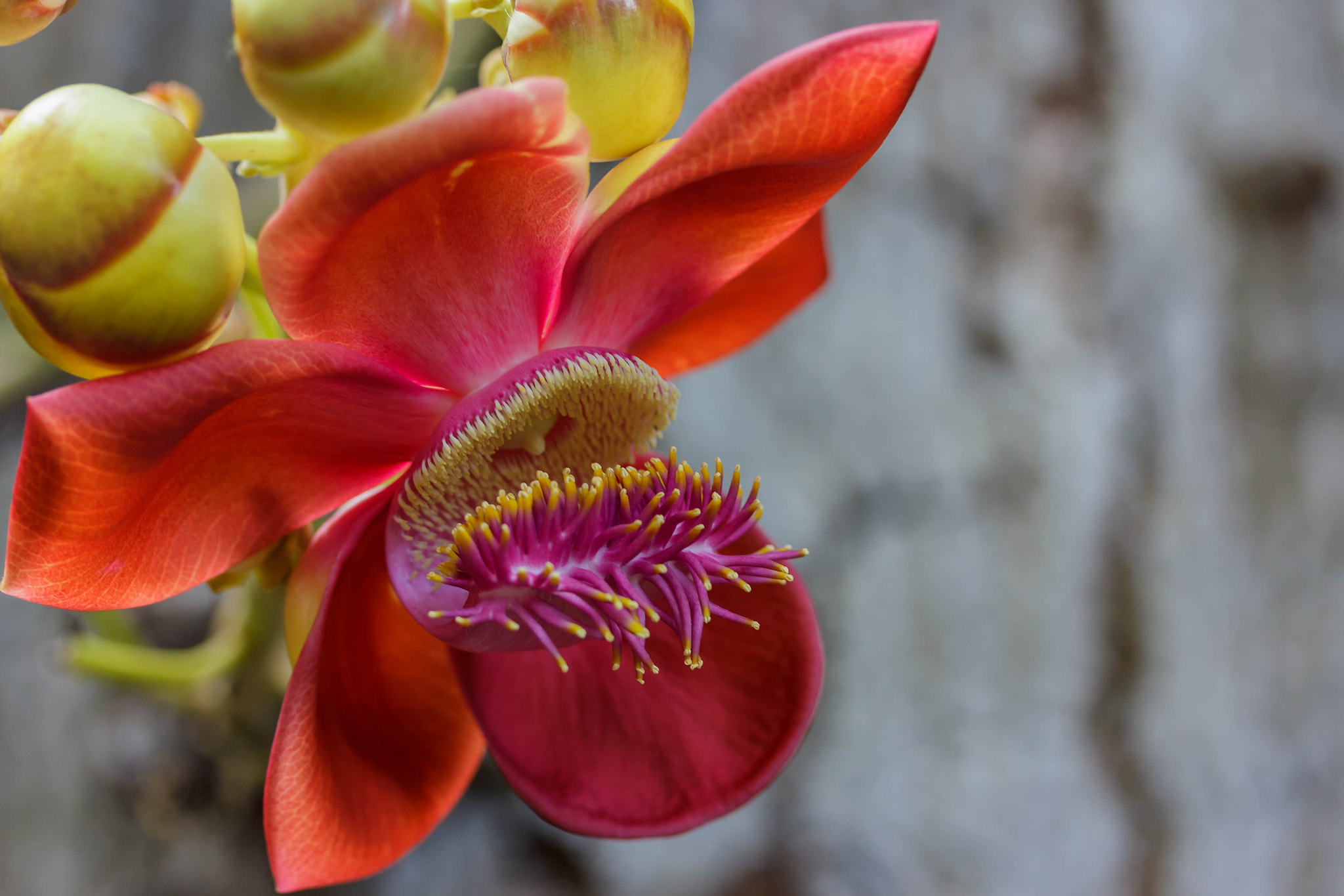 Canon EF-S 60mm F2.8 Macro USM sample photo. Canonball bloom photography