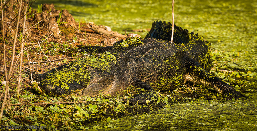 Nikon AF-S Nikkor 200-400mm F4G ED-IF VR sample photo. Opportunist photography