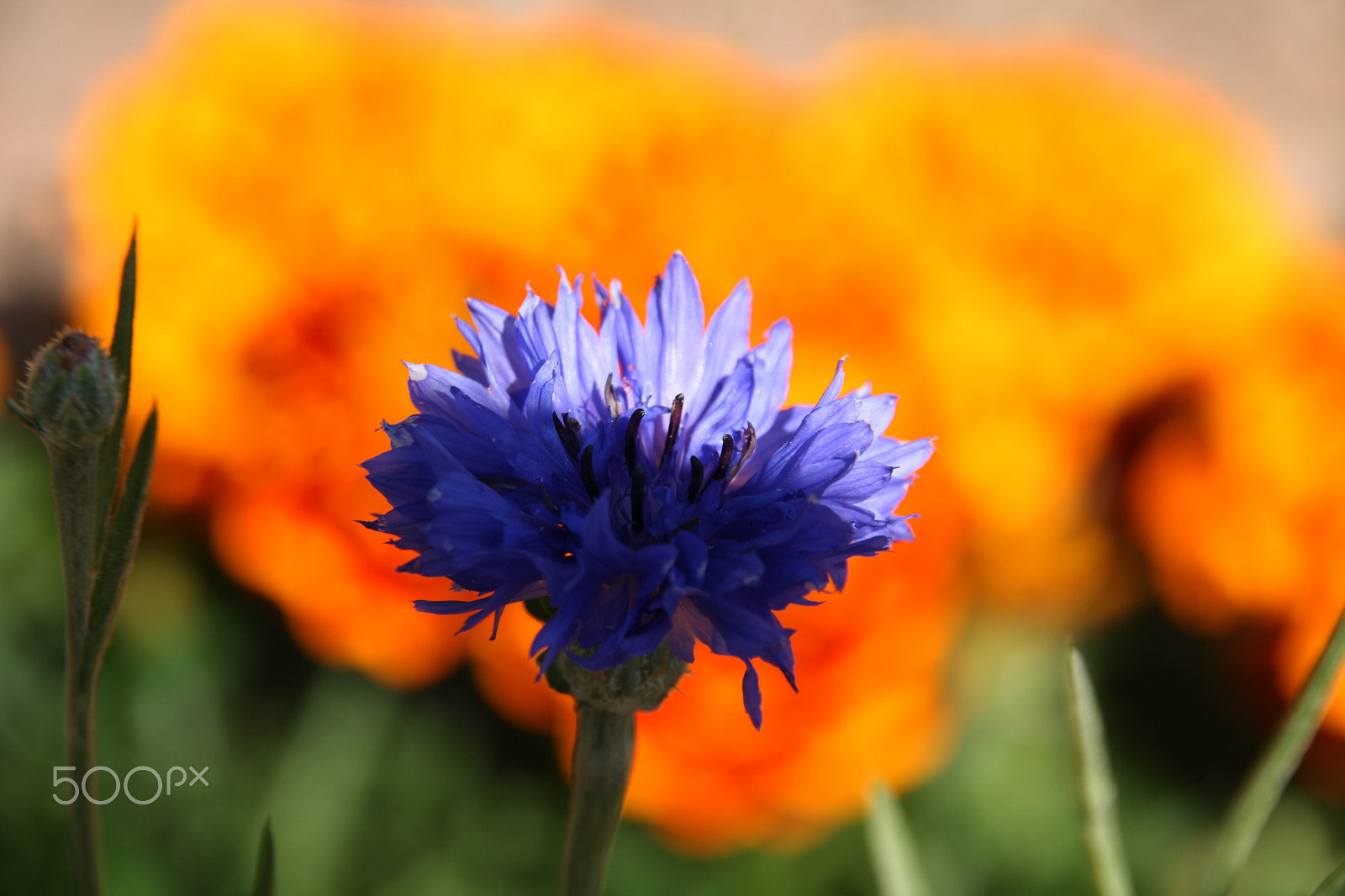 Canon EOS 1000D (EOS Digital Rebel XS / EOS Kiss F) sample photo. Cornflower photography