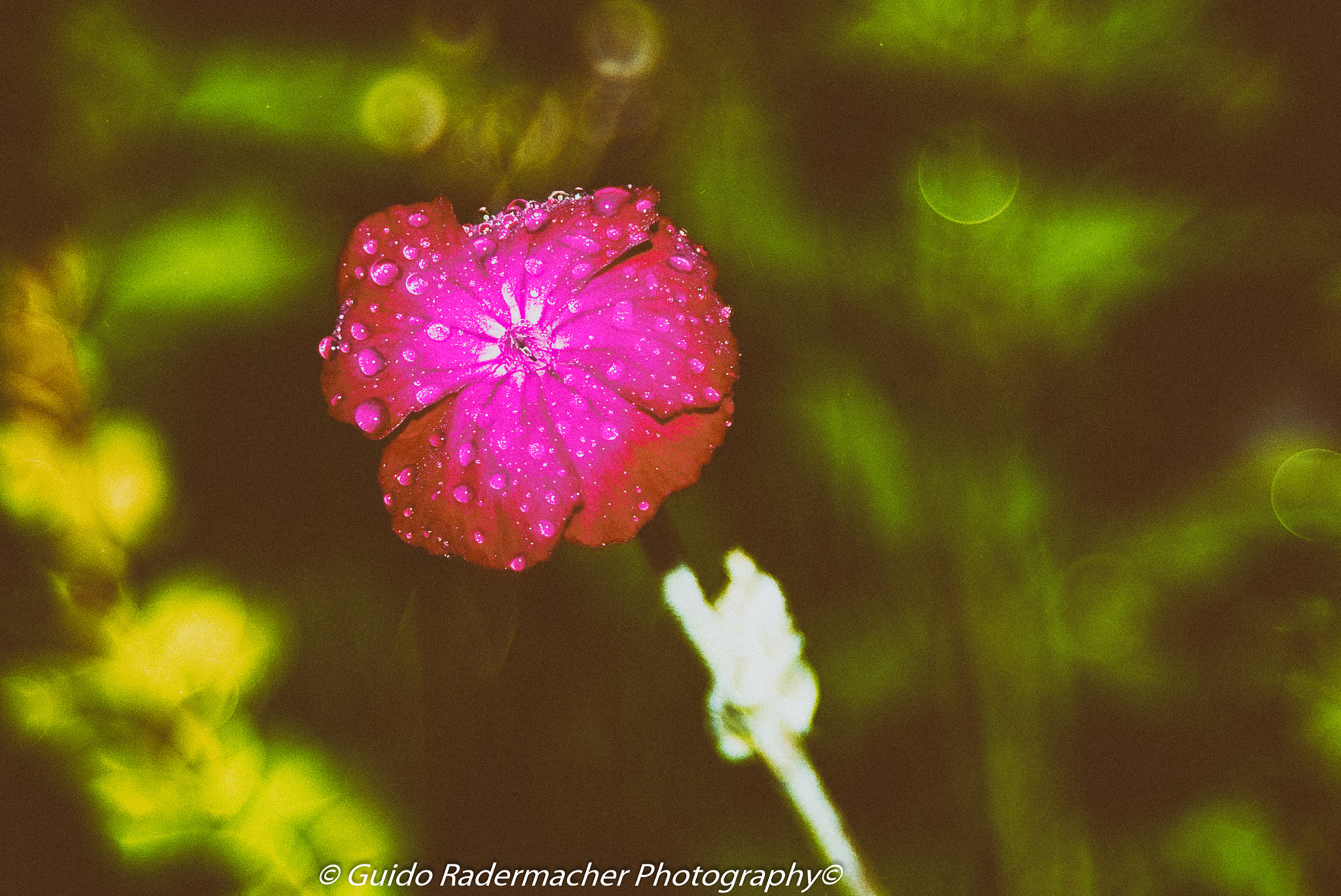 Pentax K100D + PENTAX-F 28-80mm F3.5-4.5 sample photo. Flower photography