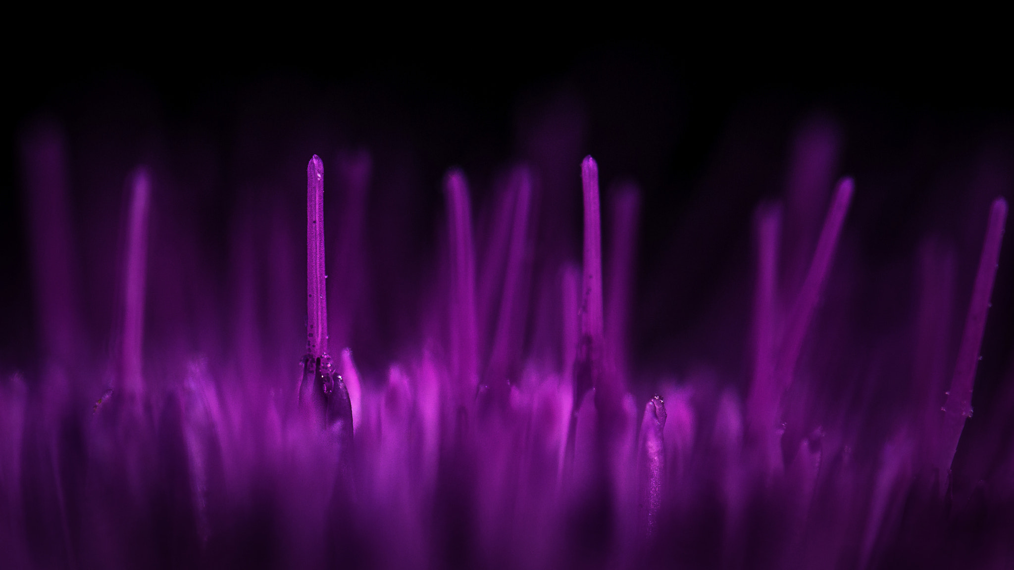 Tamron SP AF 60mm F2 Di II LD IF Macro sample photo. Thistle photography