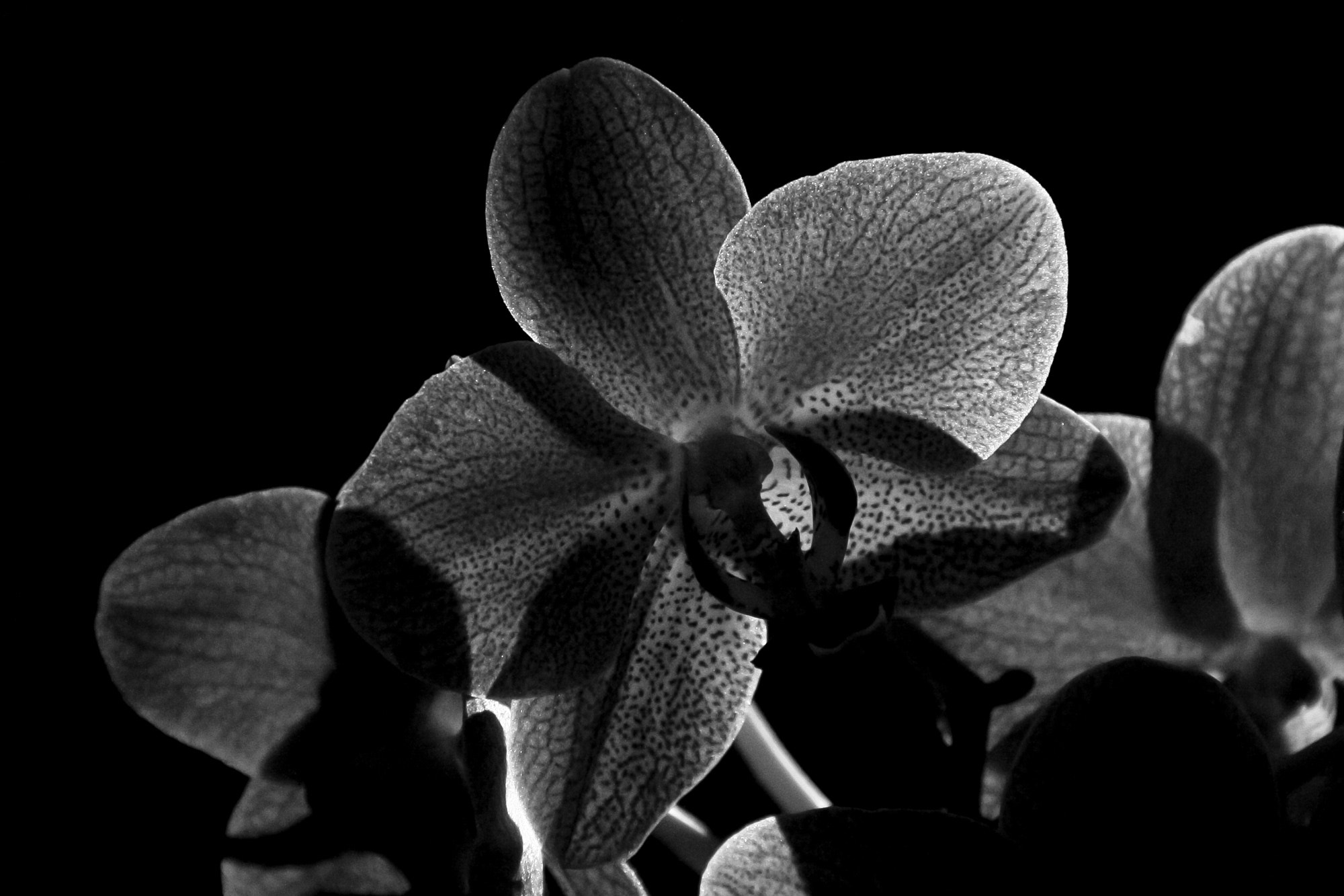 Canon EOS 400D (EOS Digital Rebel XTi / EOS Kiss Digital X) sample photo. Orchid photography