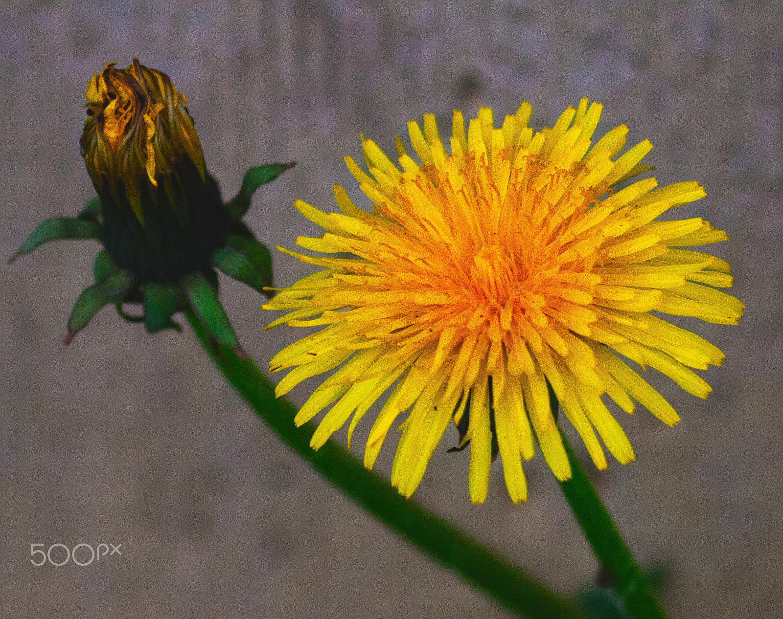 Olympus E-620 (EVOLT E-620) sample photo. Death joined with life photography