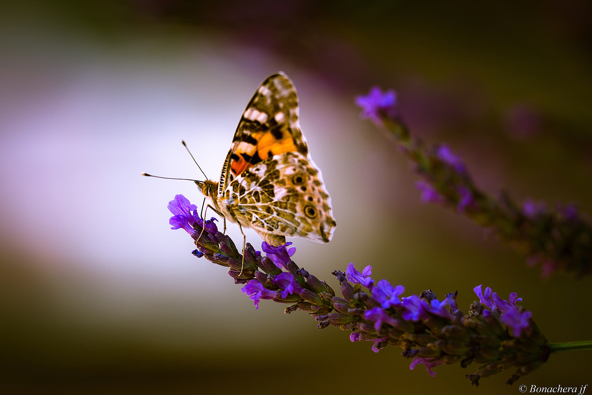 Sigma 150mm f/2.8 EX DG OS HSM APO Macro sample photo. Le papillon belle-dame (vanessa cardui) photography