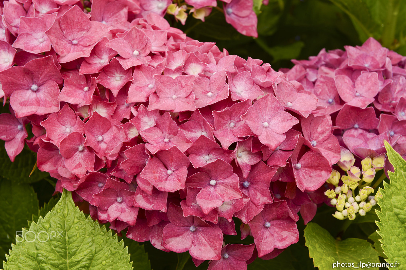 Nikon D4 sample photo. Red hortensias photography