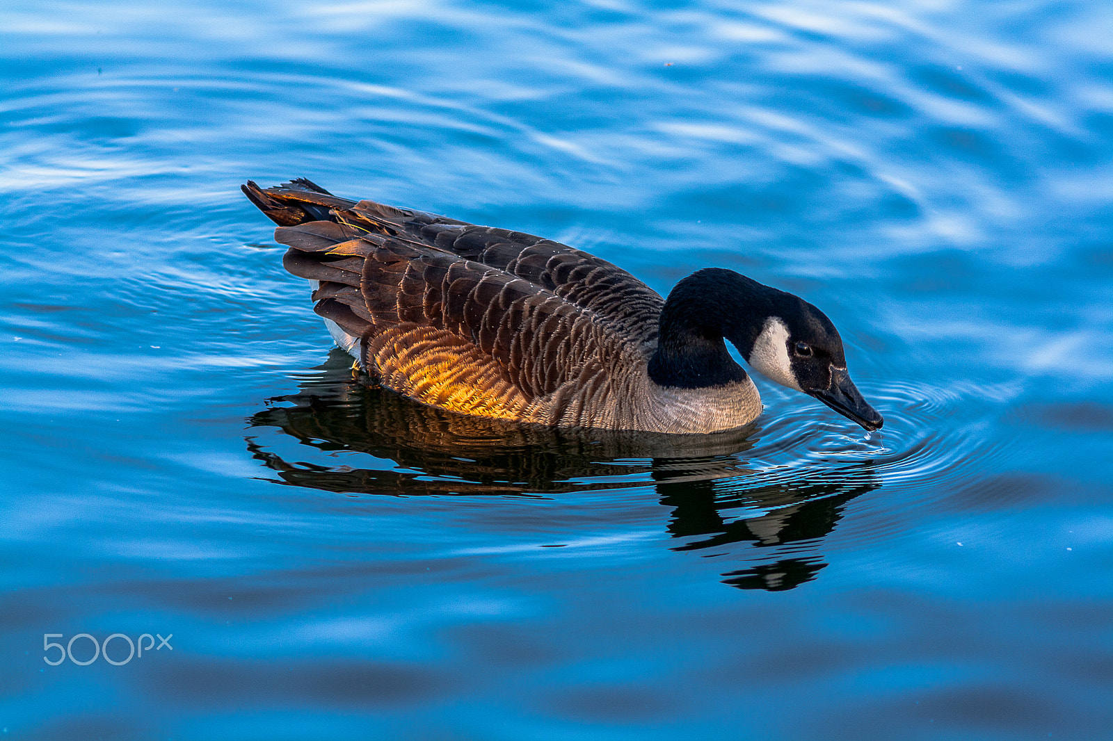 Canon EOS 1000D (EOS Digital Rebel XS / EOS Kiss F) sample photo. Ducking and diving photography