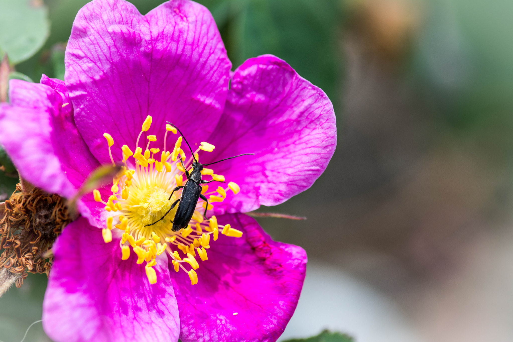 Tokina AT-X Pro 100mm F2.8 Macro sample photo. Wild rose photography