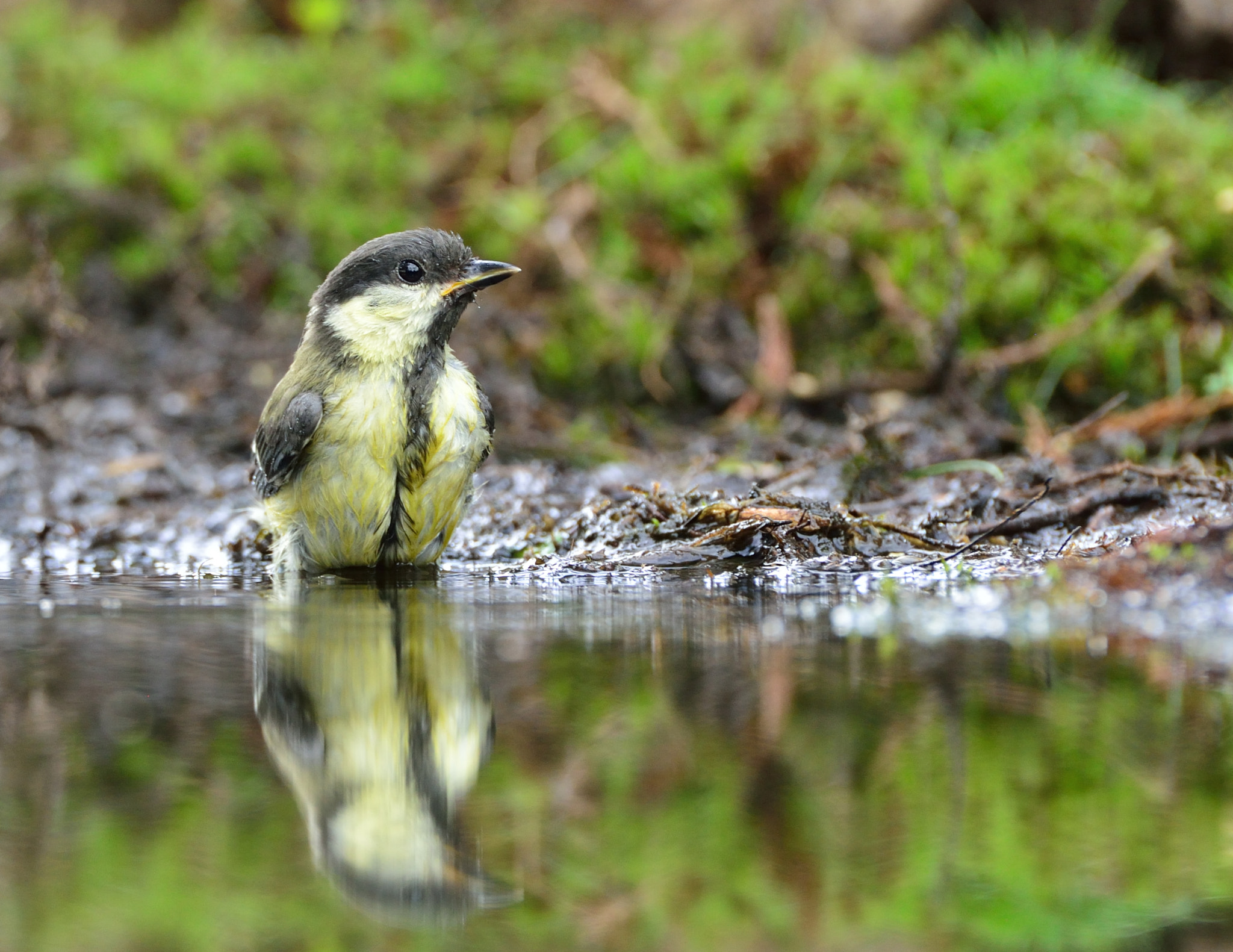 Nikon D600 + AF-S Nikkor 600mm f/4D IF-ED sample photo. Koolmees photography