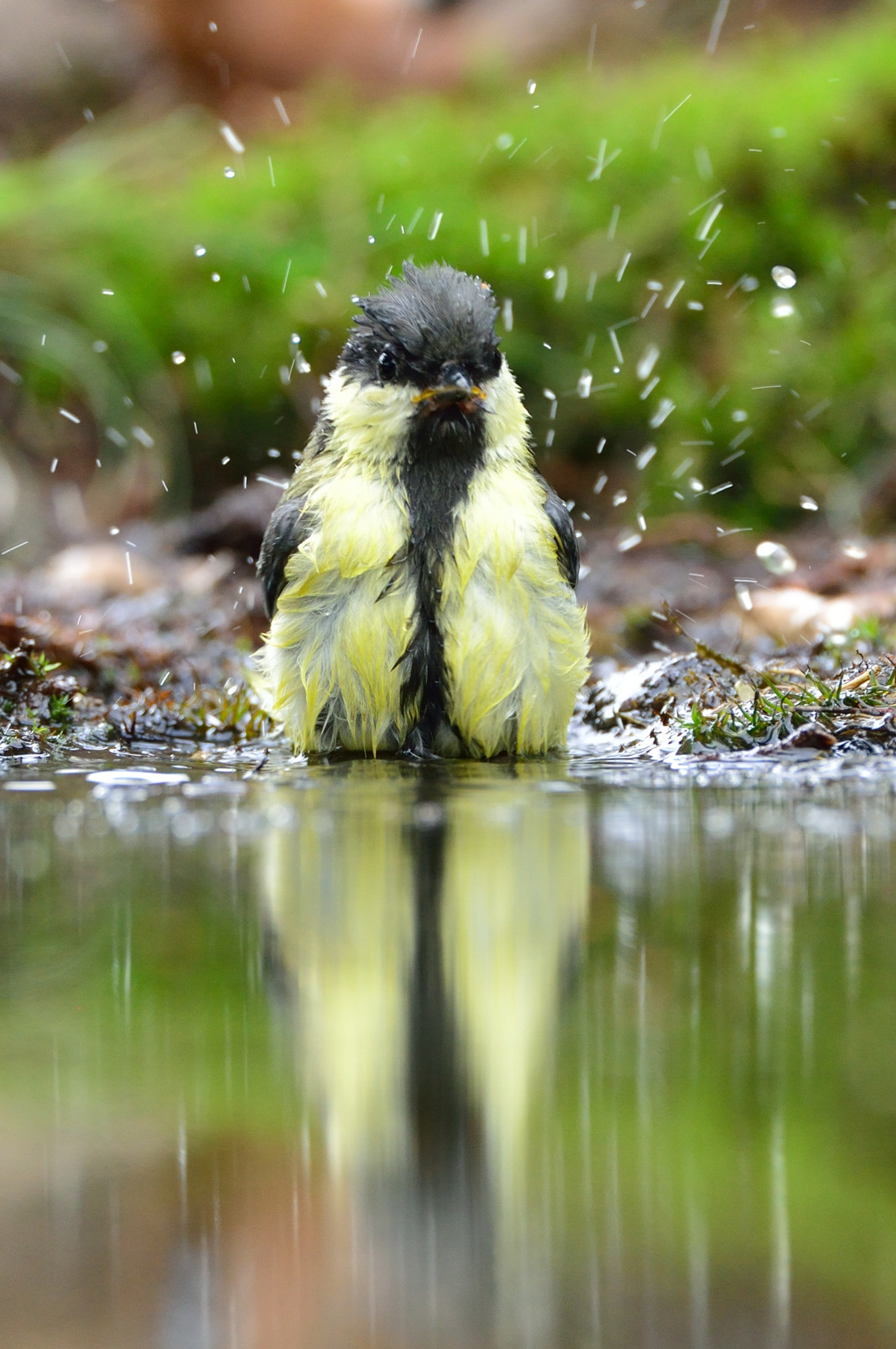 Nikon D600 + AF-S Nikkor 600mm f/4D IF-ED sample photo. Koolmees taking a bath.... photography