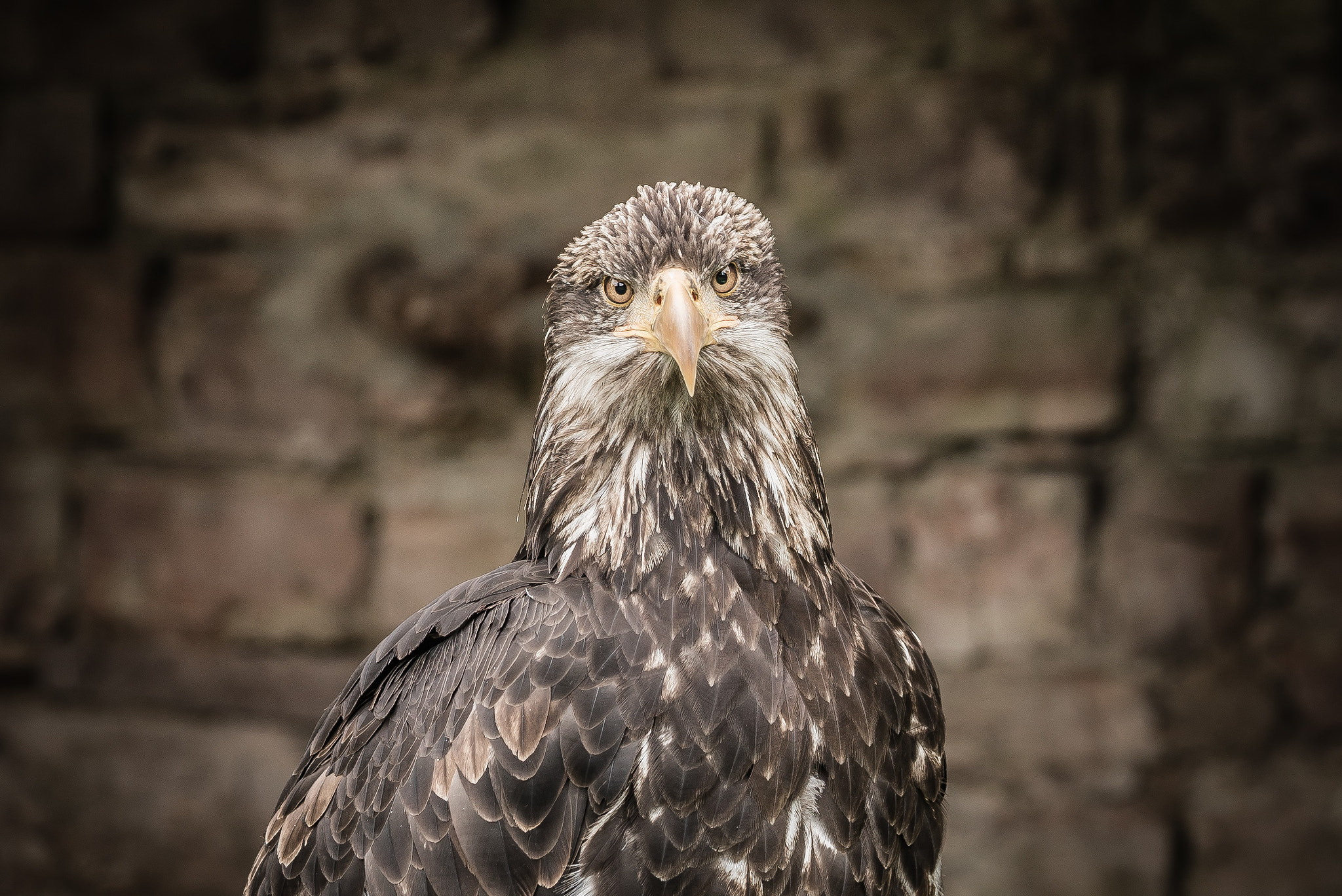 Sony a7S + Sony FE 90mm F2.8 Macro G OSS sample photo. Haliaeetus albicilla photography