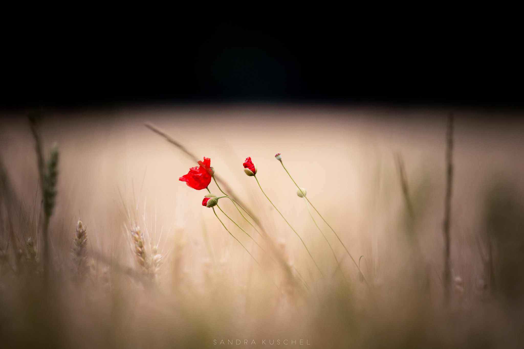Canon EF 70-200mm F2.8L IS II USM sample photo. Poppy photography