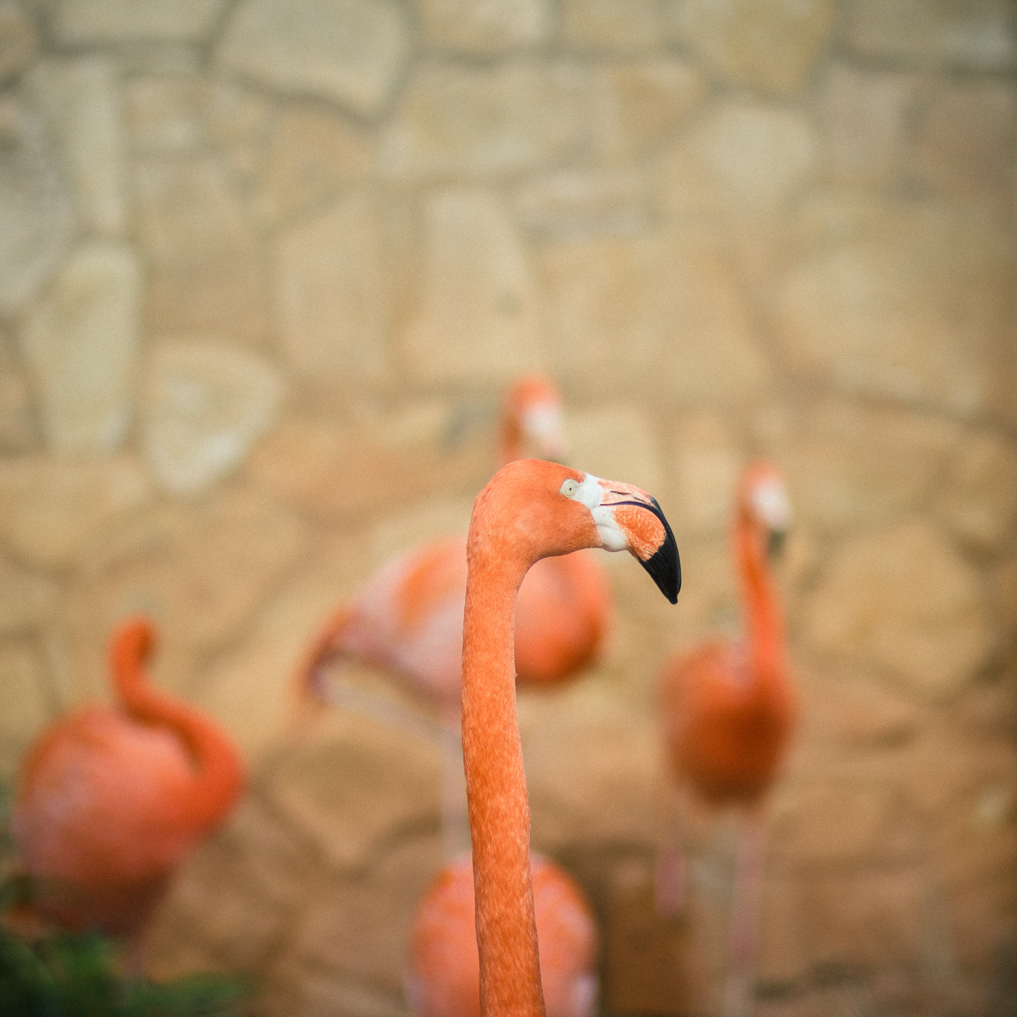 Canon EF 85mm F1.8 USM sample photo. Flamingos photography