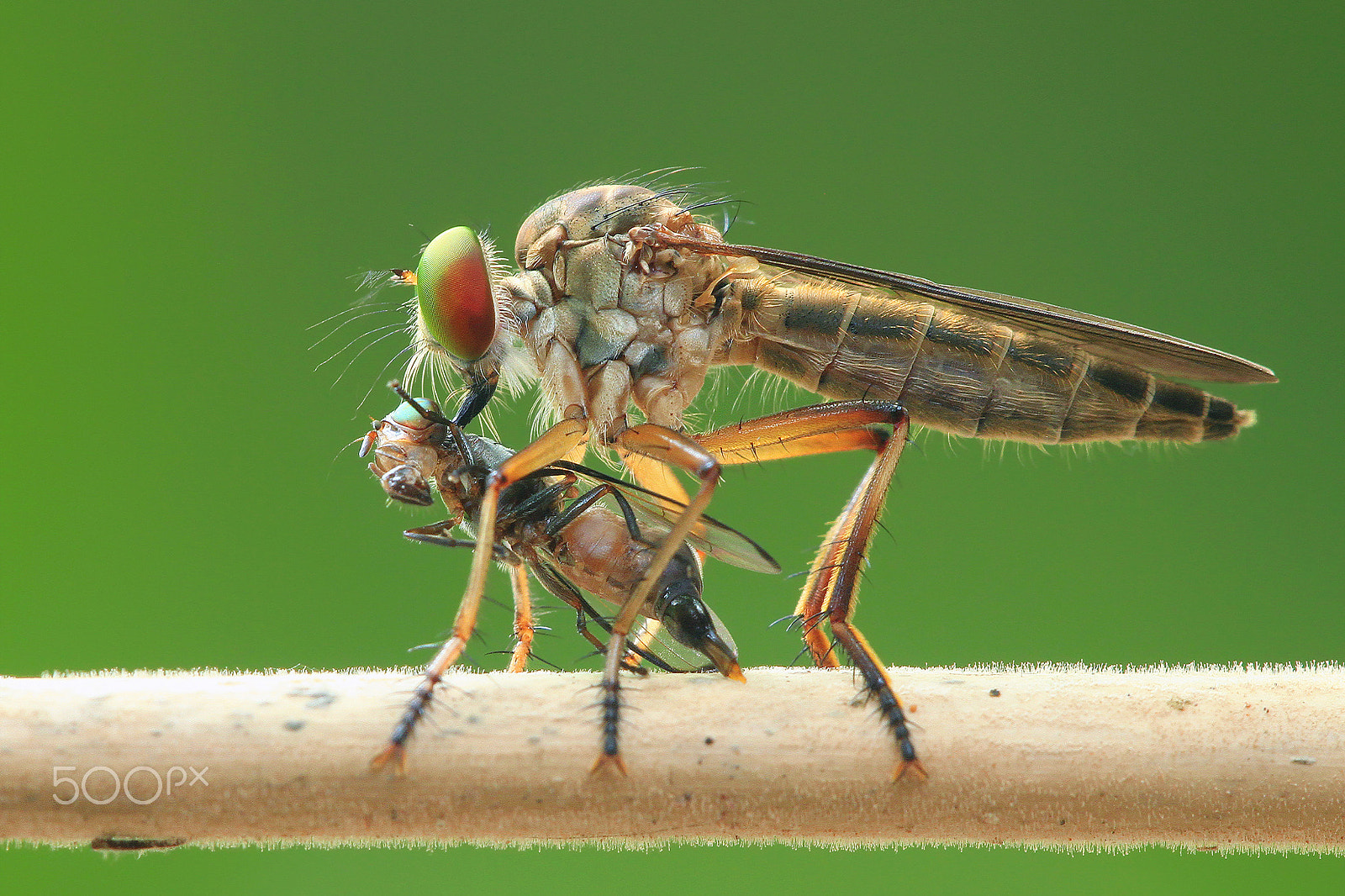 Sigma APO Macro 150mm f/2.8 EX DG HSM sample photo. Eat photography