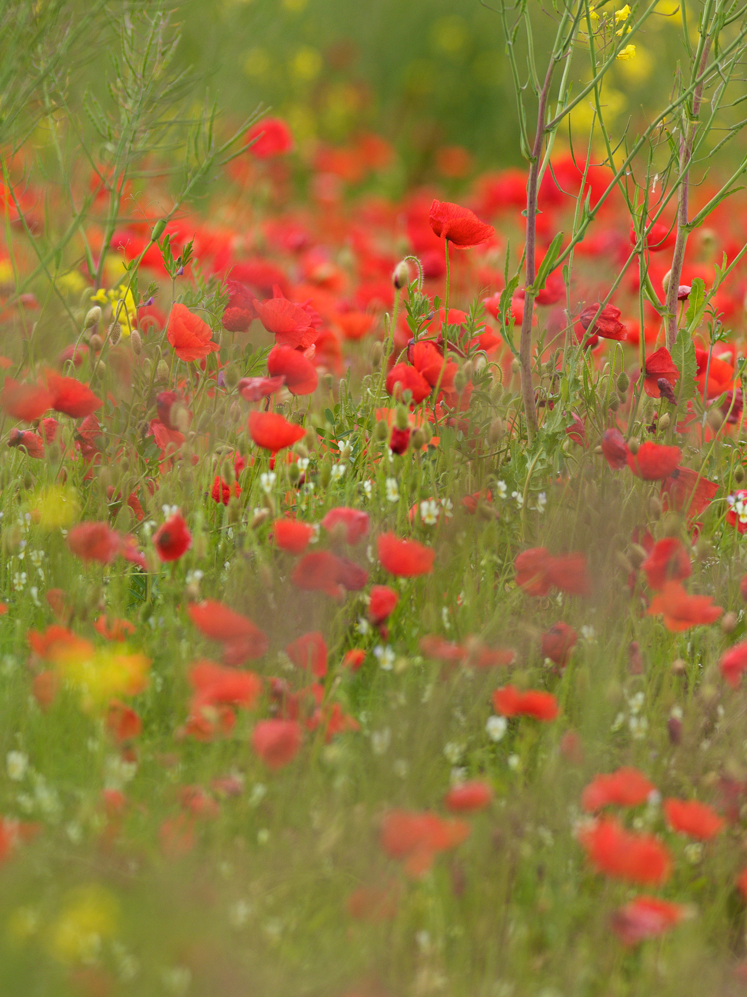 Olympus Zuiko Digital ED 90-250mm F2.8 sample photo. Wildflowers photography