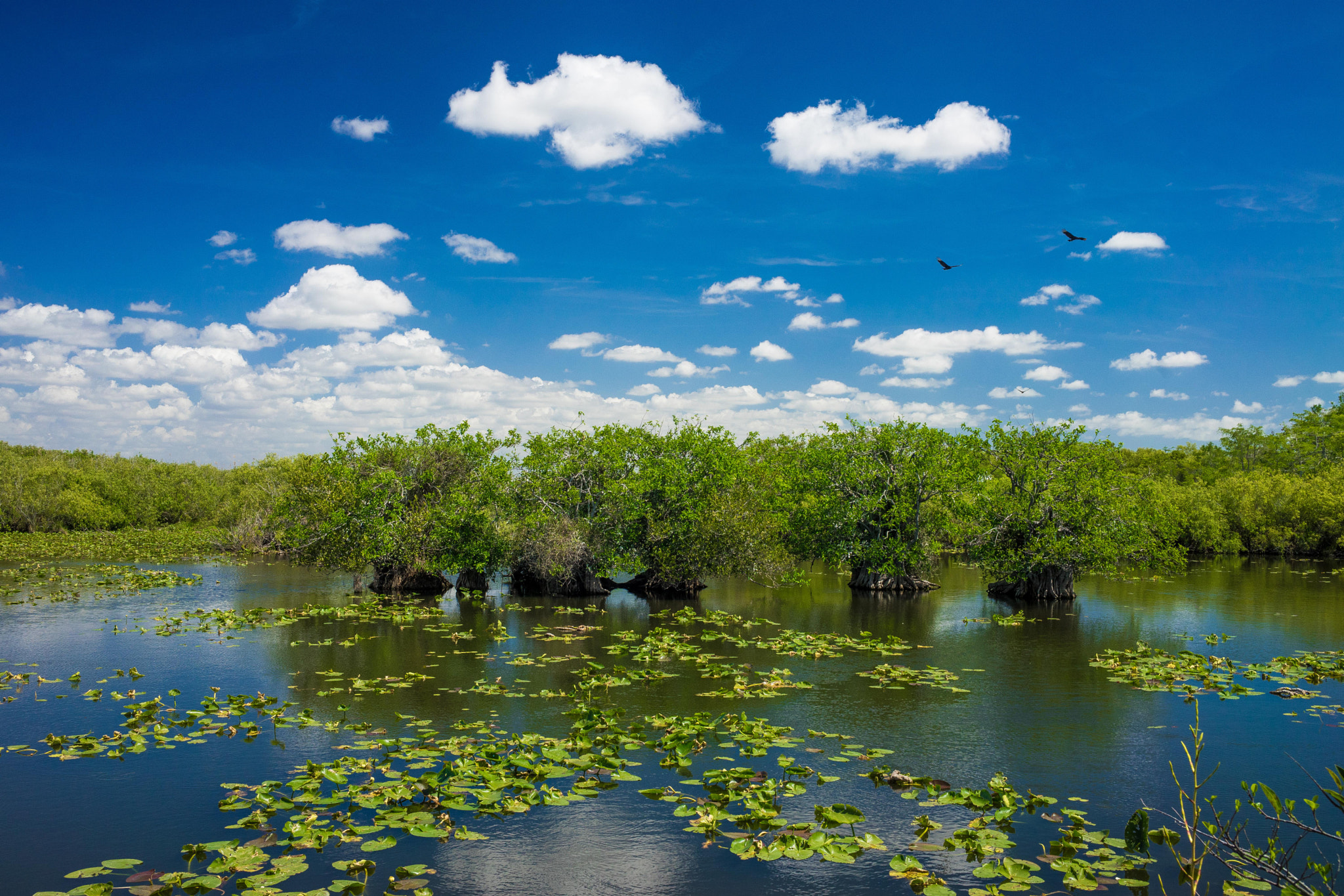 Sony a7 + E 35mm F2 sample photo. Everglades photography