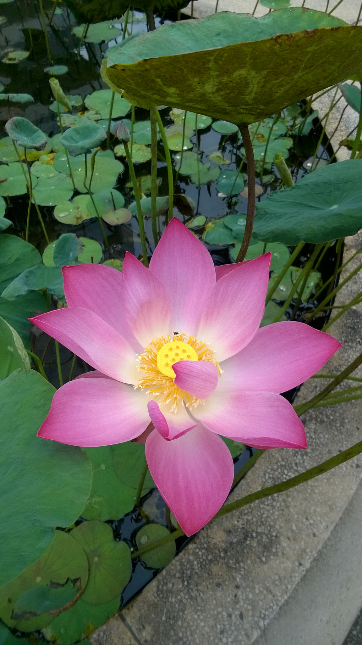 Nokia Lumia 730 Dual SIM sample photo. Pro photography
