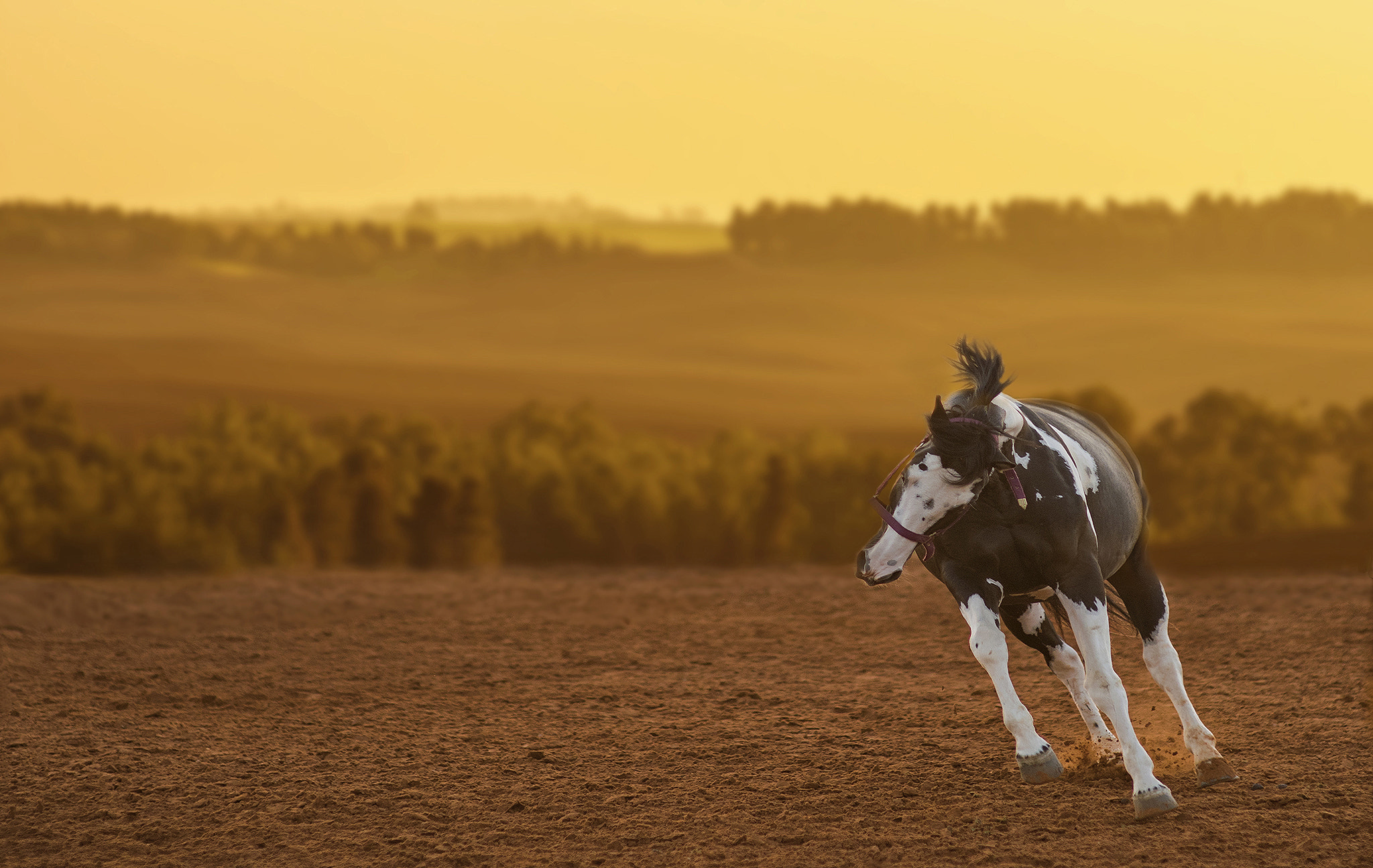 Nikon D90 + AF Nikkor 70-210mm f/4-5.6 sample photo. Golden hour rider photography