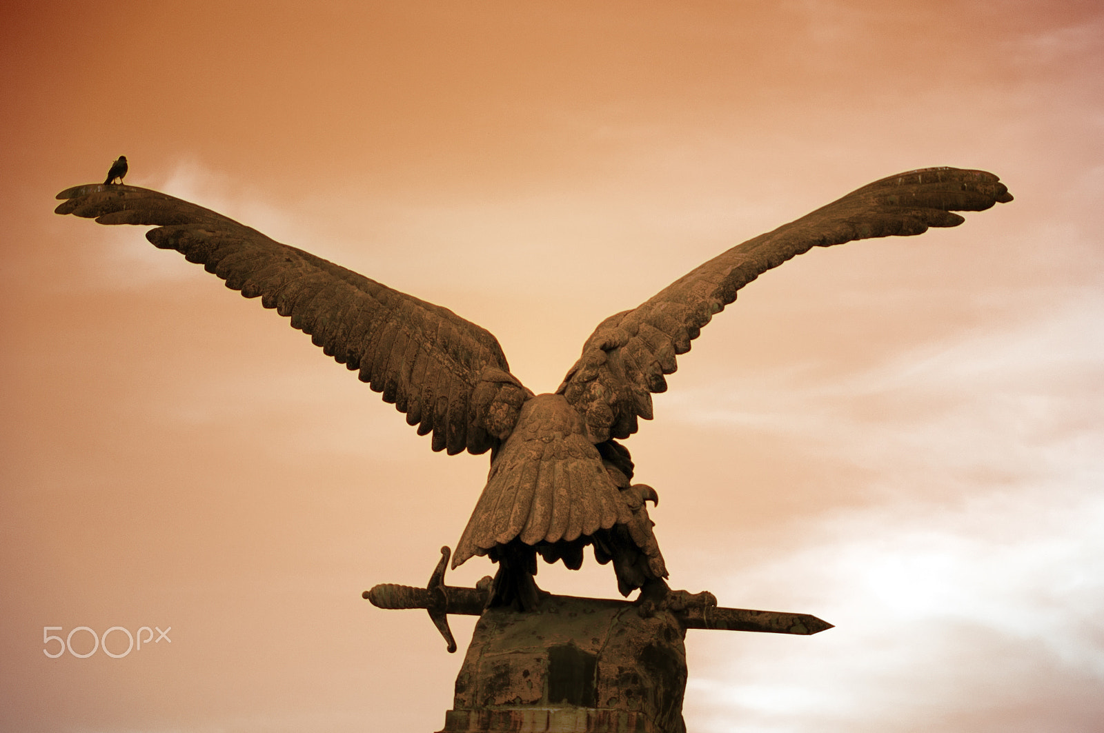 Nikon D300 + Sigma 24-105mm F4 DG OS HSM Art sample photo. Birds photography