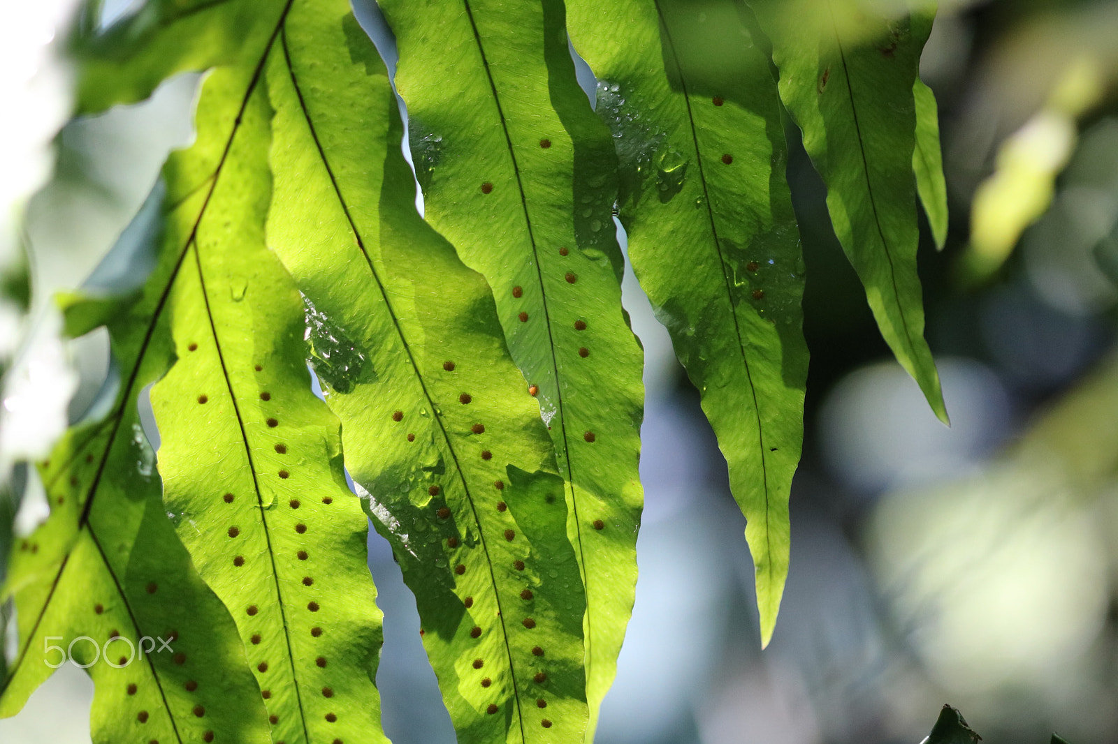 Canon EF 100mm F2.8 Macro USM sample photo. Wet leaf 0814 photography