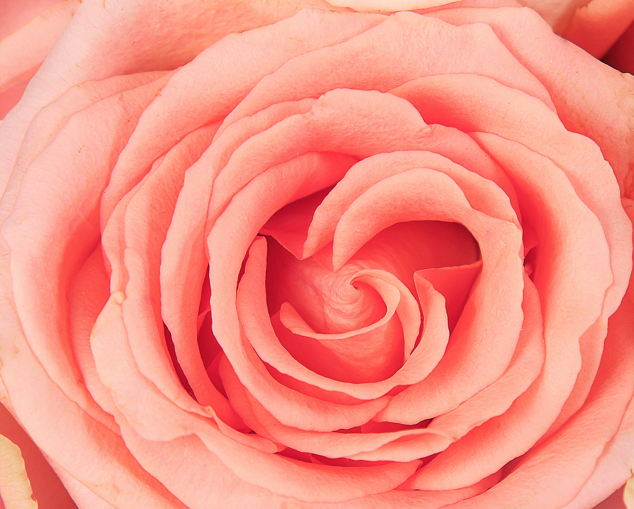 Canon EOS 550D (EOS Rebel T2i / EOS Kiss X4) sample photo. Pink rose photography