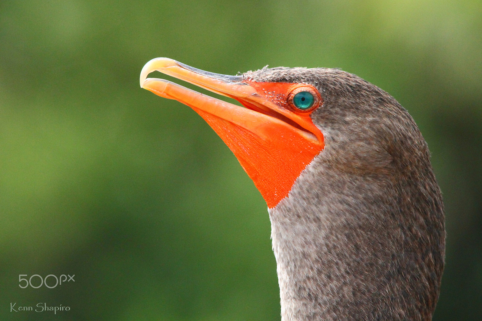 Sigma 150-500mm F5-6.3 DG OS HSM sample photo. Close-up photography