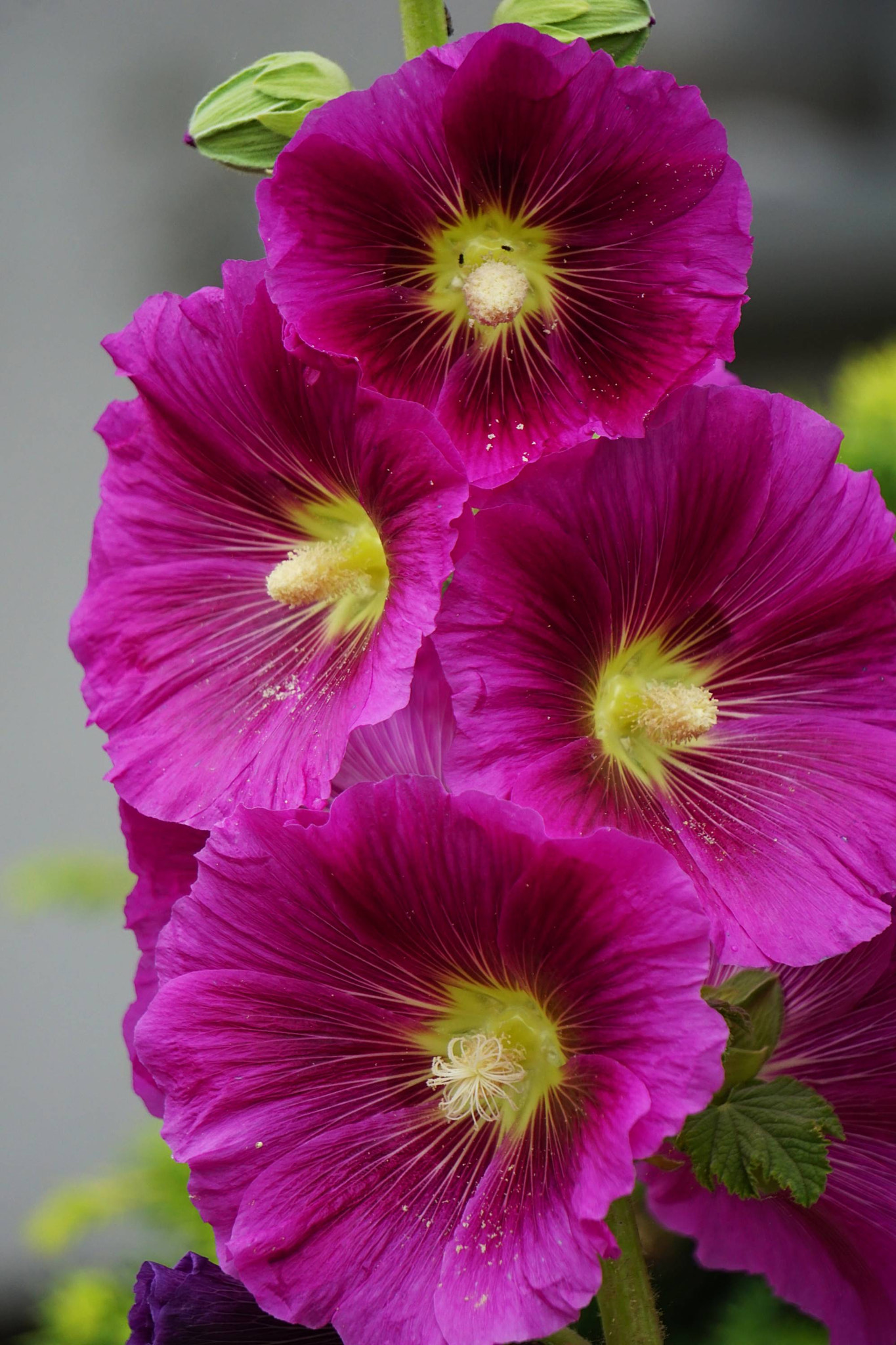 Sony E 55-210mm F4.5-6.3 OSS sample photo. Mm photography
