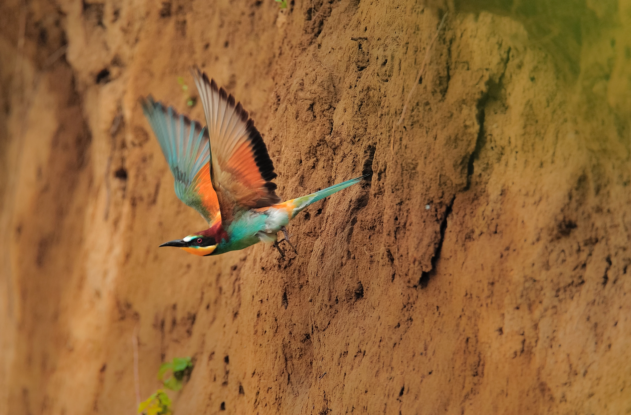 Nikon D3 sample photo. European bee-eater (merops apiaster) photography