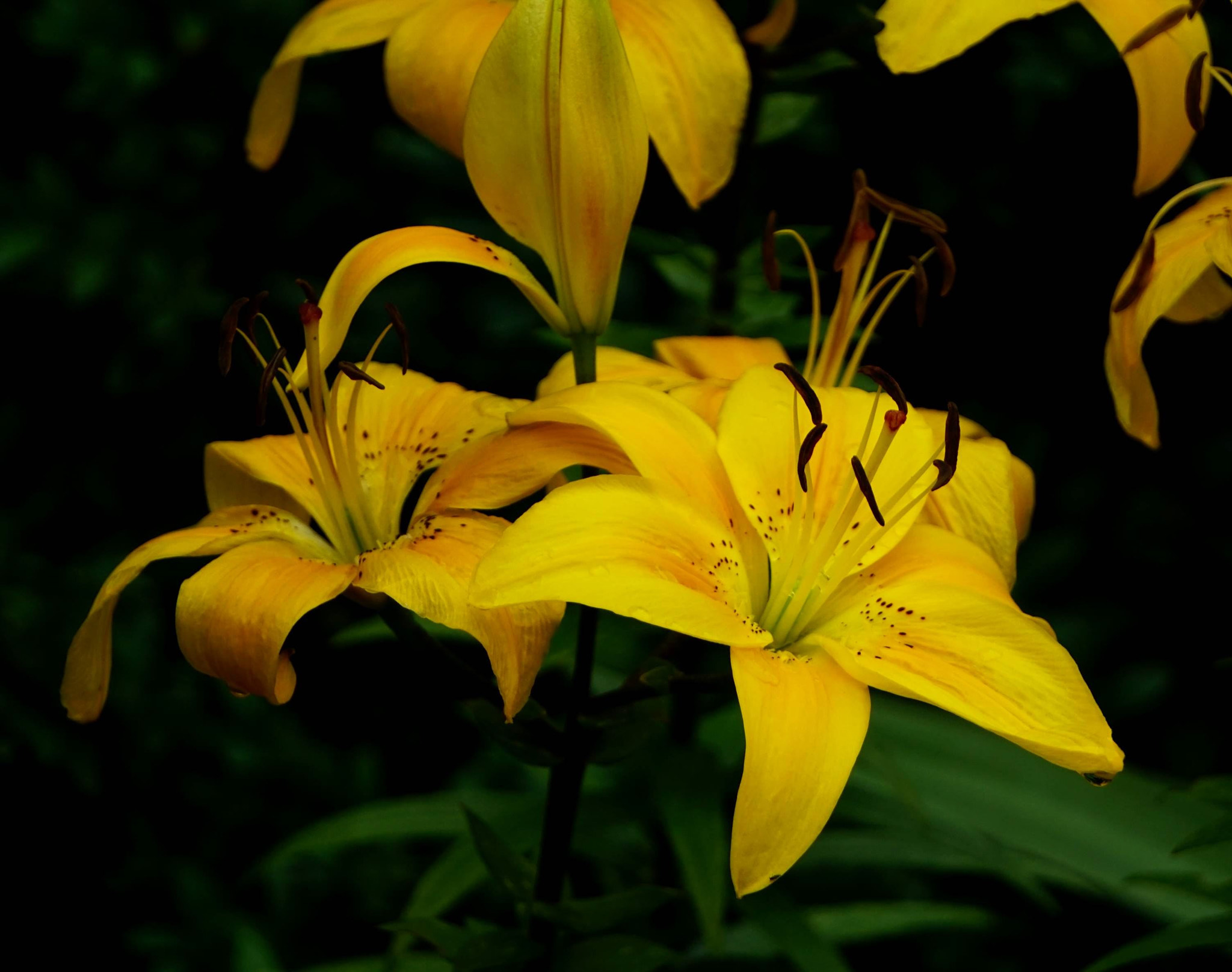 Sony E 55-210mm F4.5-6.3 OSS sample photo. Lelija photography