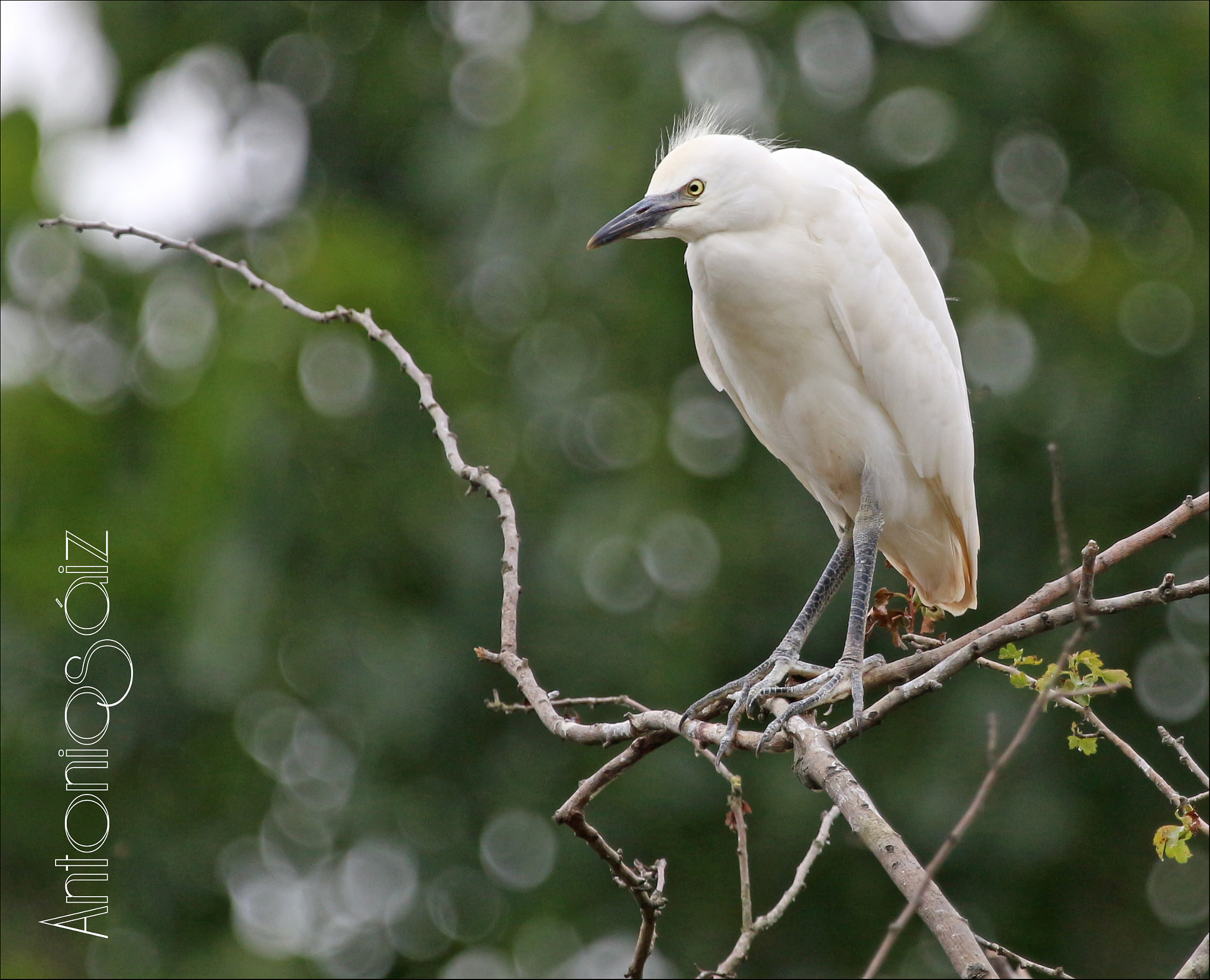 Canon EF 100-400mm F4.5-5.6L IS USM sample photo. Garcilla joven photography