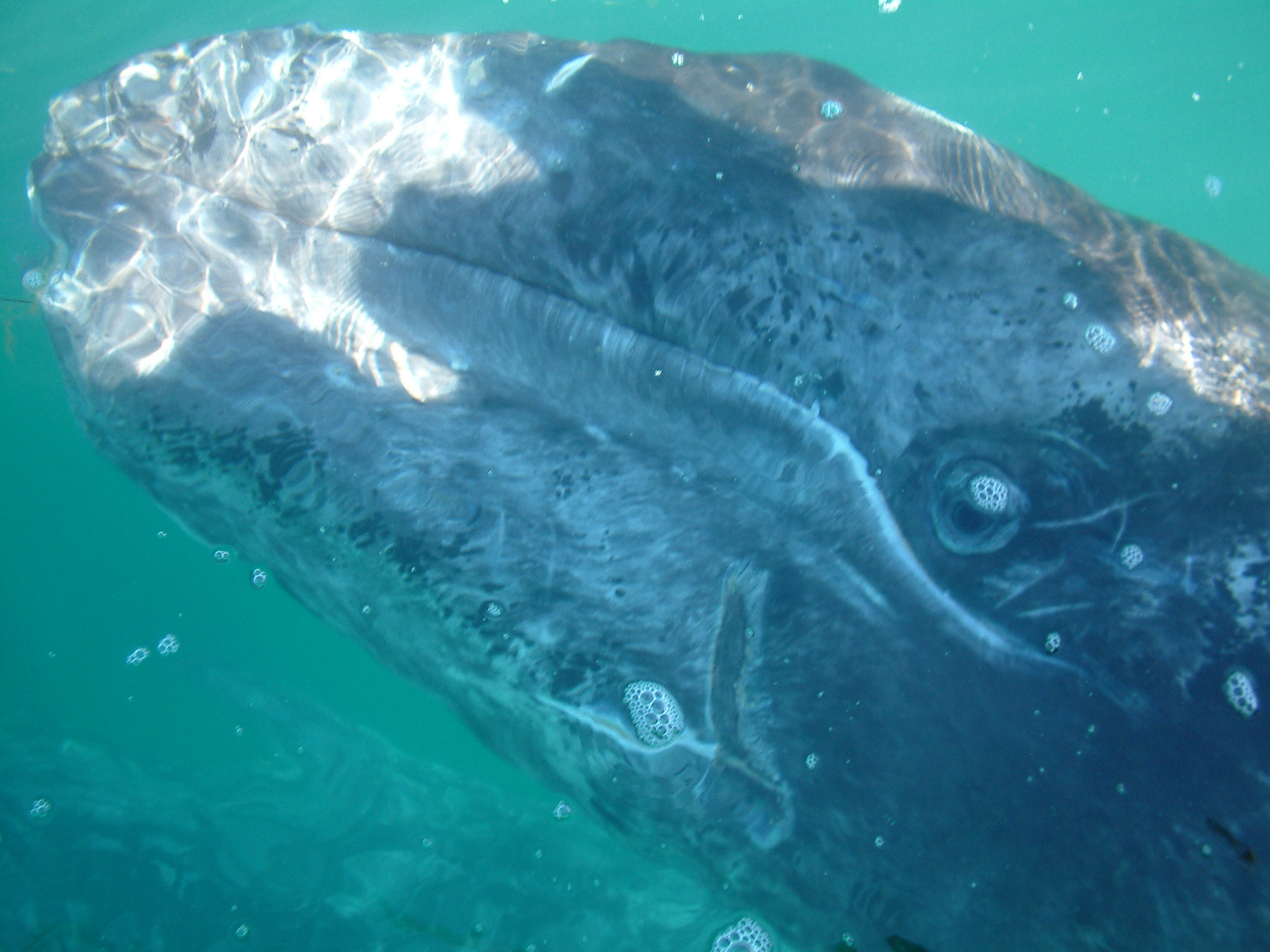 Fujifilm FinePix S602 ZOOM sample photo. Baby grey whale photography