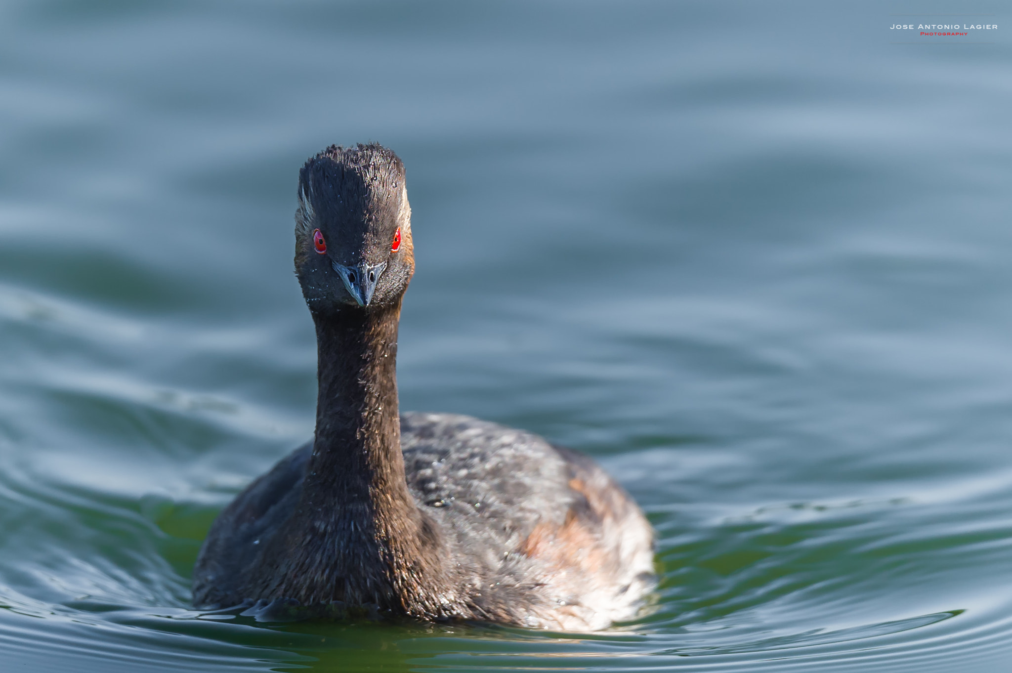 Sigma 150-600mm F5-6.3 DG OS HSM | S sample photo. Zapullin cuellinegro photography