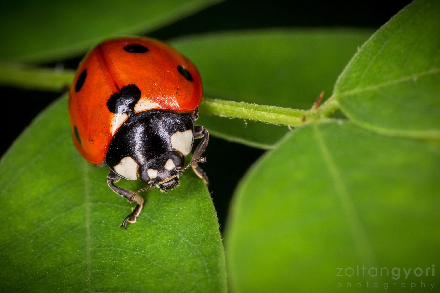 Canon MP-E 65mm F2.5 1-5x Macro Photo sample photo. Septempunctata photography