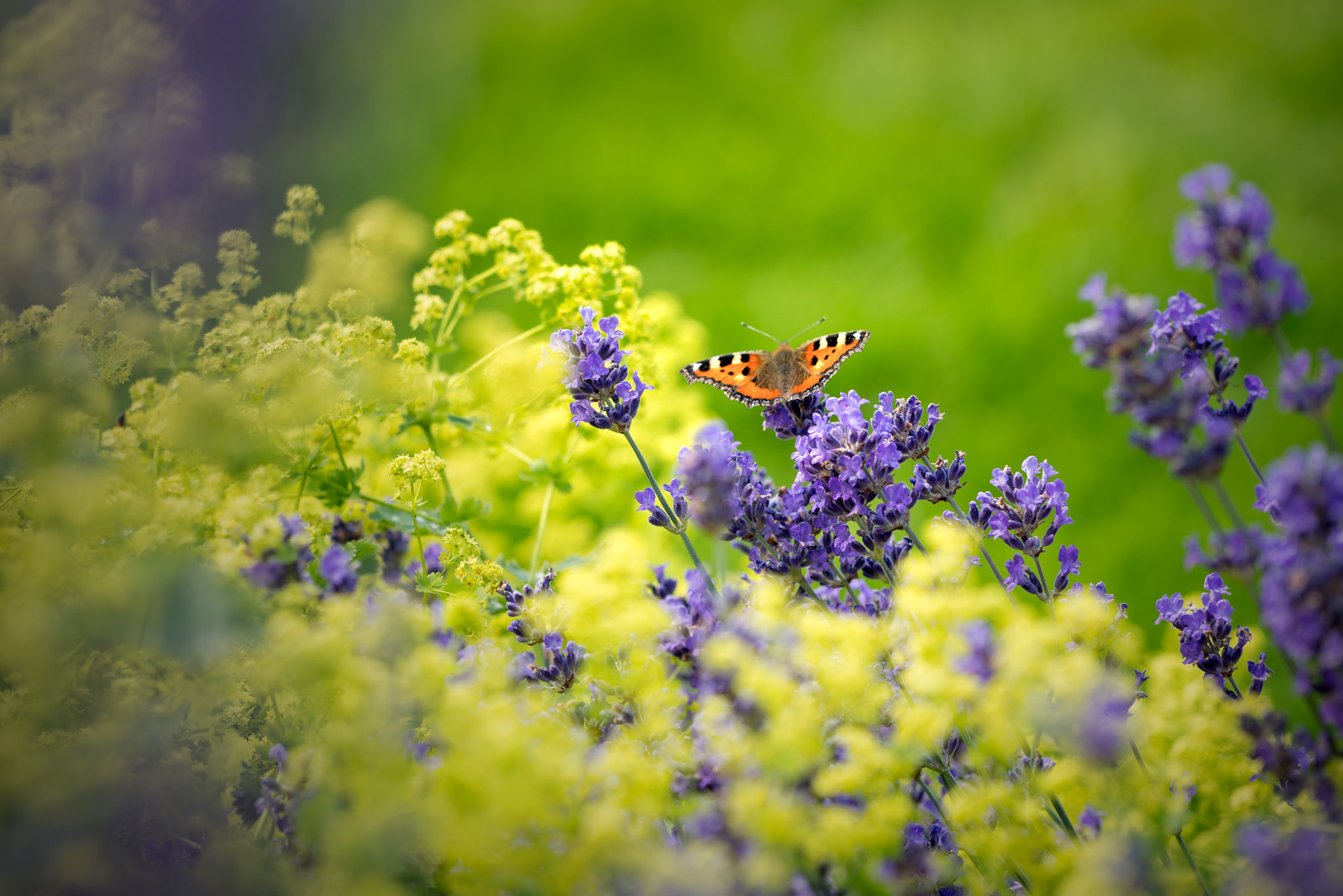 Sony a7R II + Canon EF 100mm F2.8L Macro IS USM sample photo. The essence of summer photography