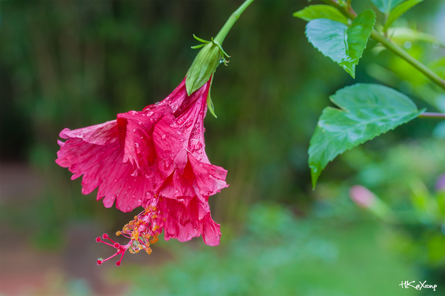 Canon EF-S 60mm F2.8 Macro USM sample photo. China rose 3 photography