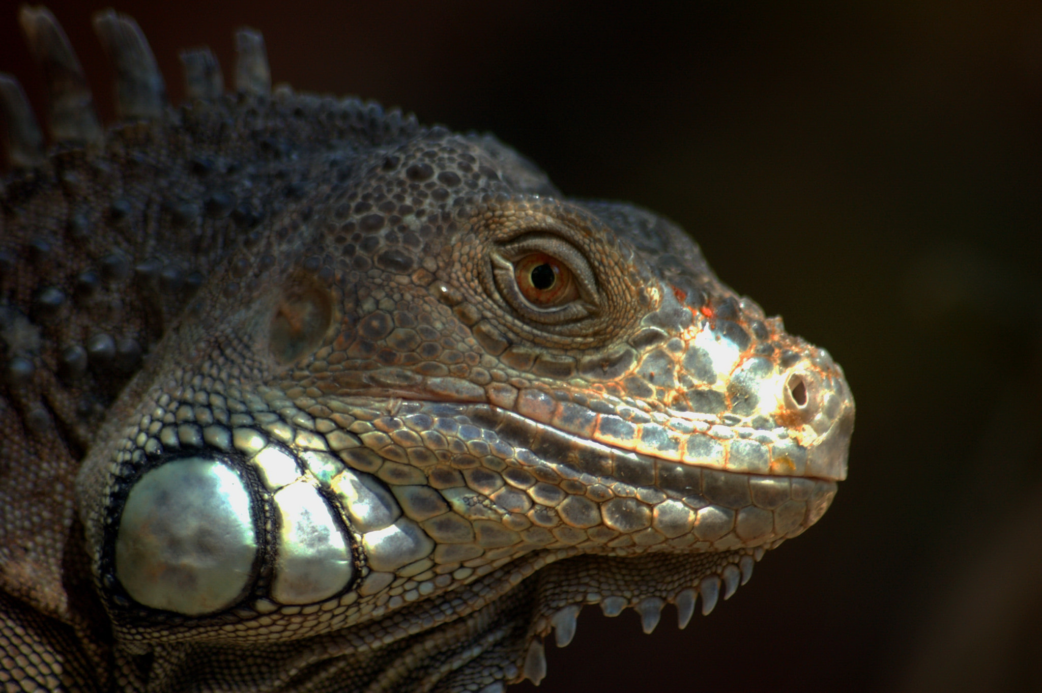 Nikon D50 + Sigma 70-300mm F4-5.6 APO Macro Super II sample photo. Close up of iguana photography